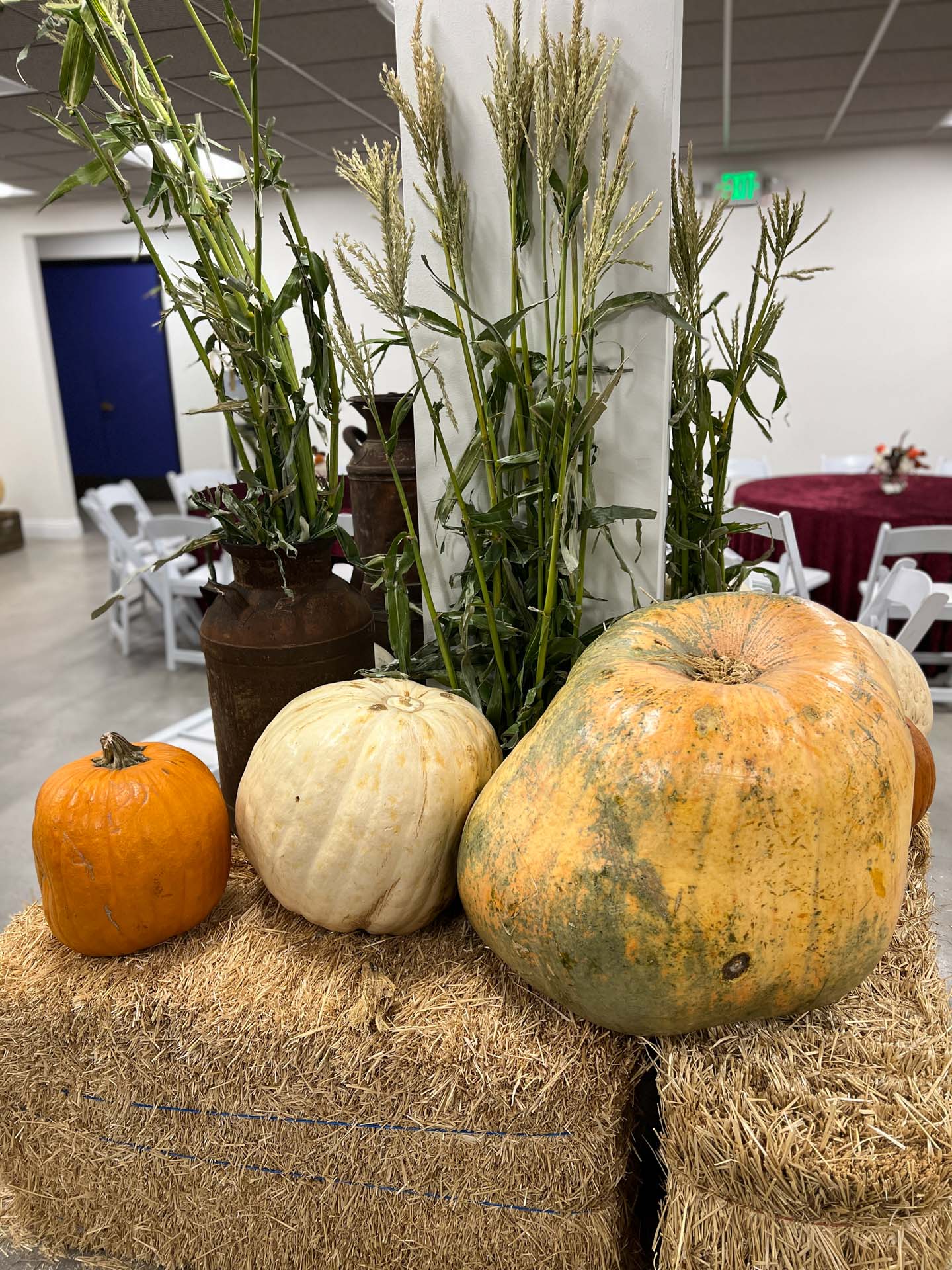 Stack of hay bales with three pumpkins and tall green corn stalks indoors near white chairs and a round table.