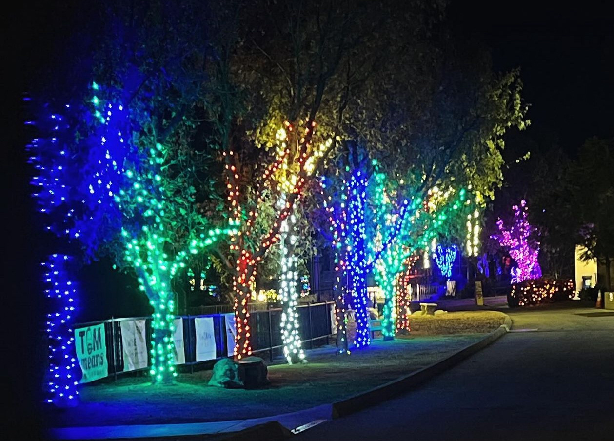 Trees along a sidewalk wrapped in colorful blue, green, red, white, and purple holiday lights at night.