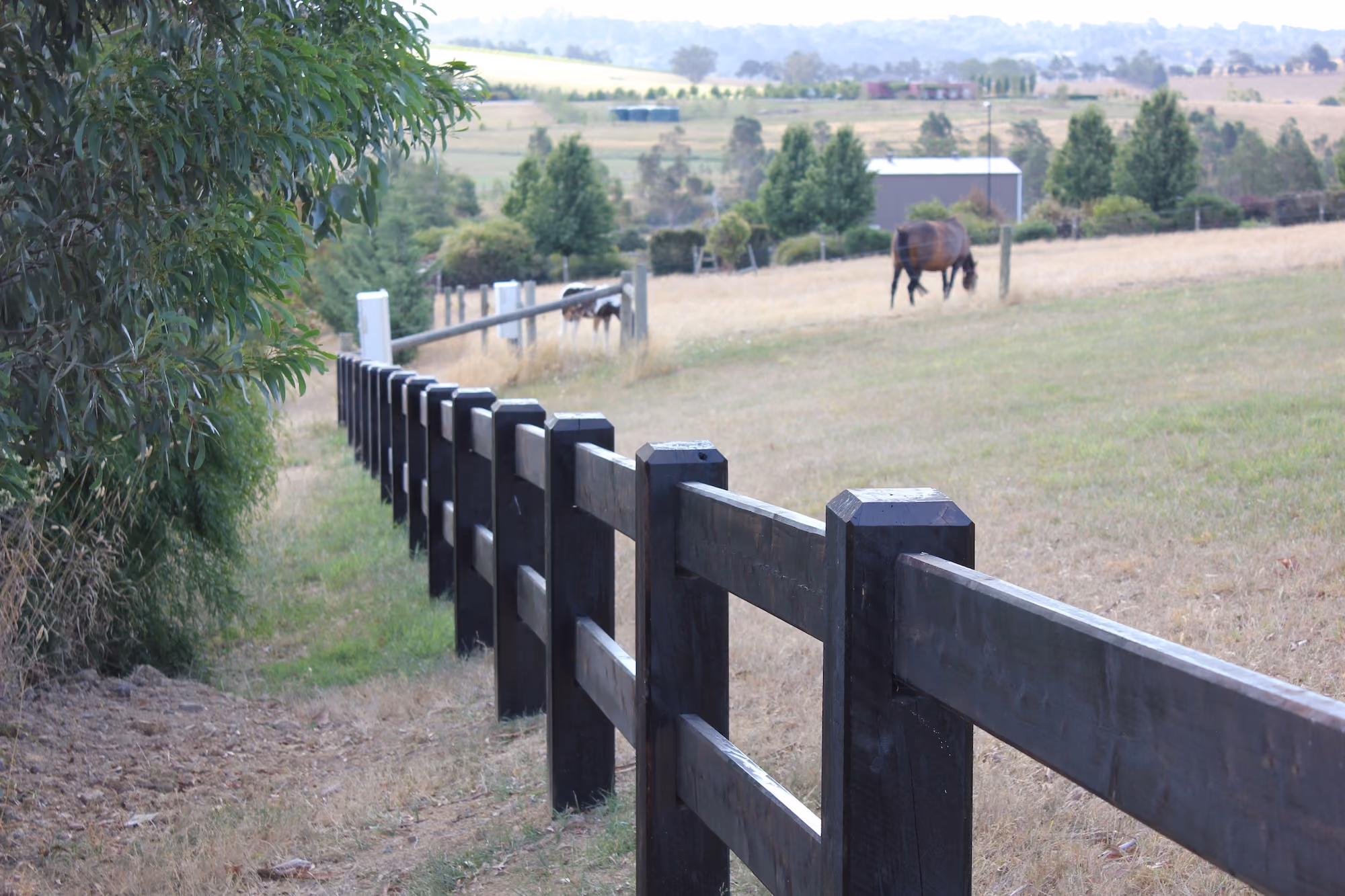 Black painted cypress post and rail fence with two rails along a paddock with horses