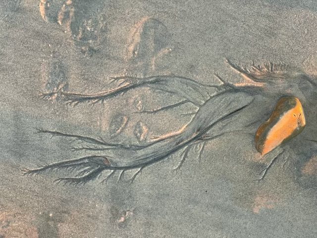Seaweed and a shell resting along the shore