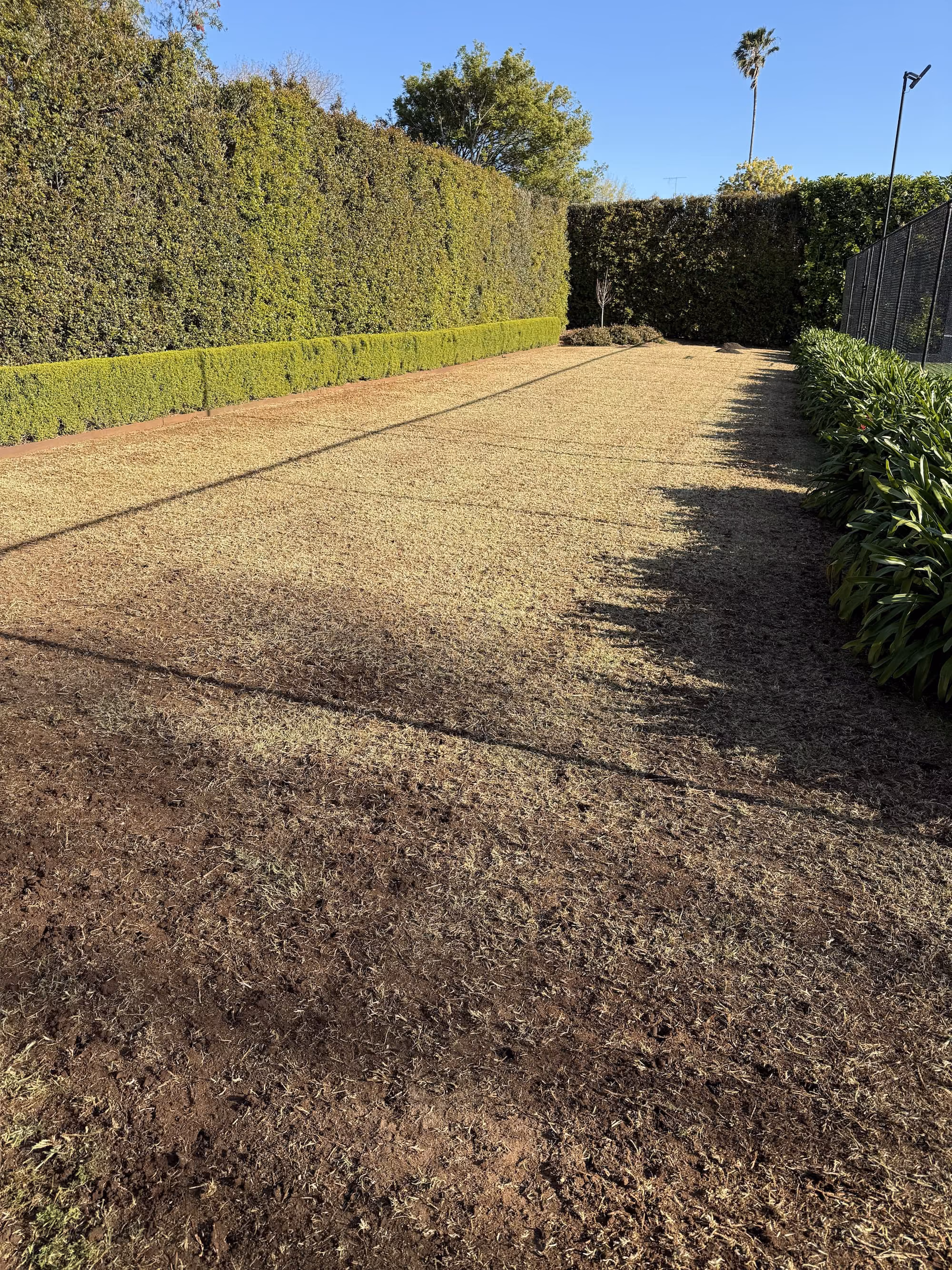 East Toowoomba lawn scalped and scarified during renovation