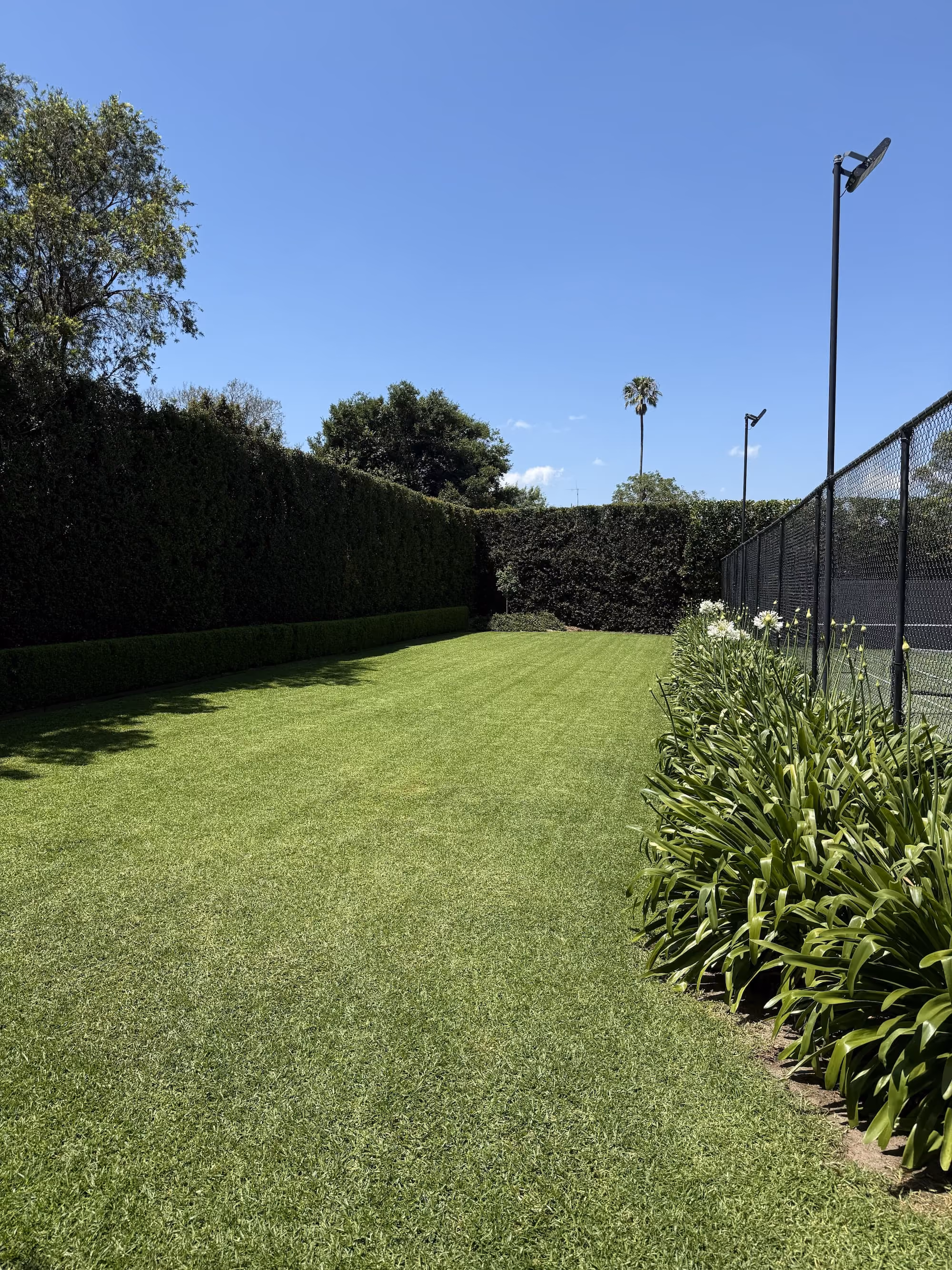 East Toowoomba lawn a few weeks after a full TopLawn lawn renovation