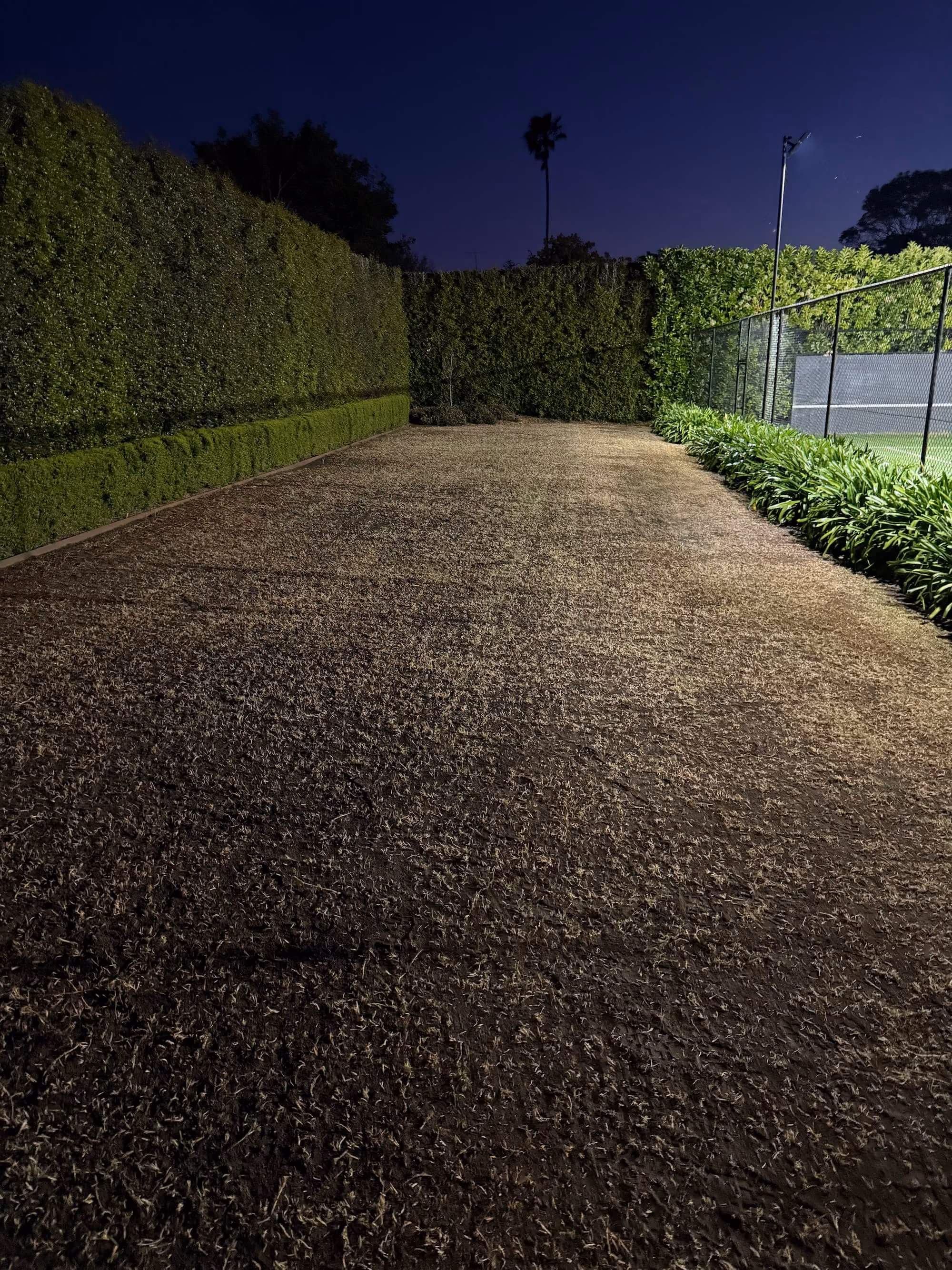 East Toowoomba lawn freshly top dressed during renovation, finished at dusk
