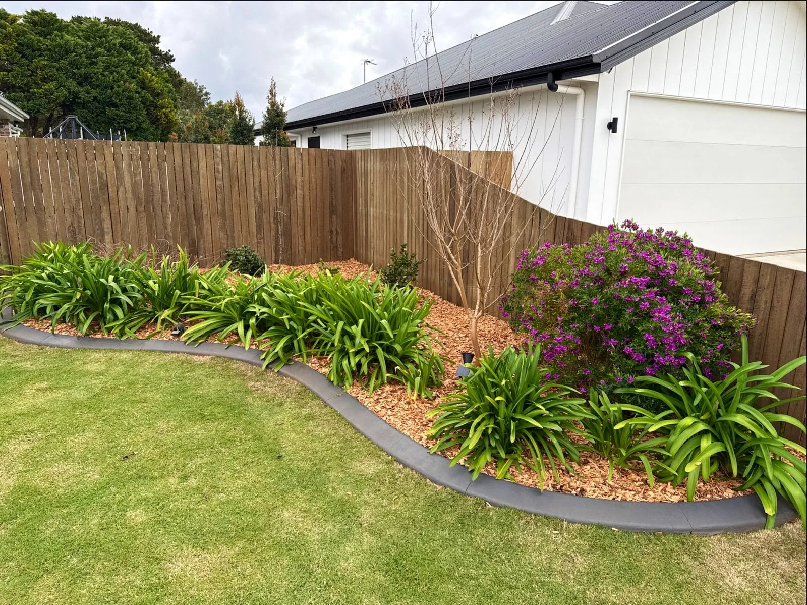 Mulched garden bed with agapanthus and a curved concrete edge