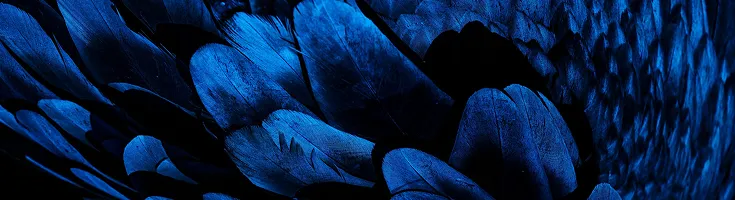 Close-up of dark blue feathers layered in overlapping pattern.