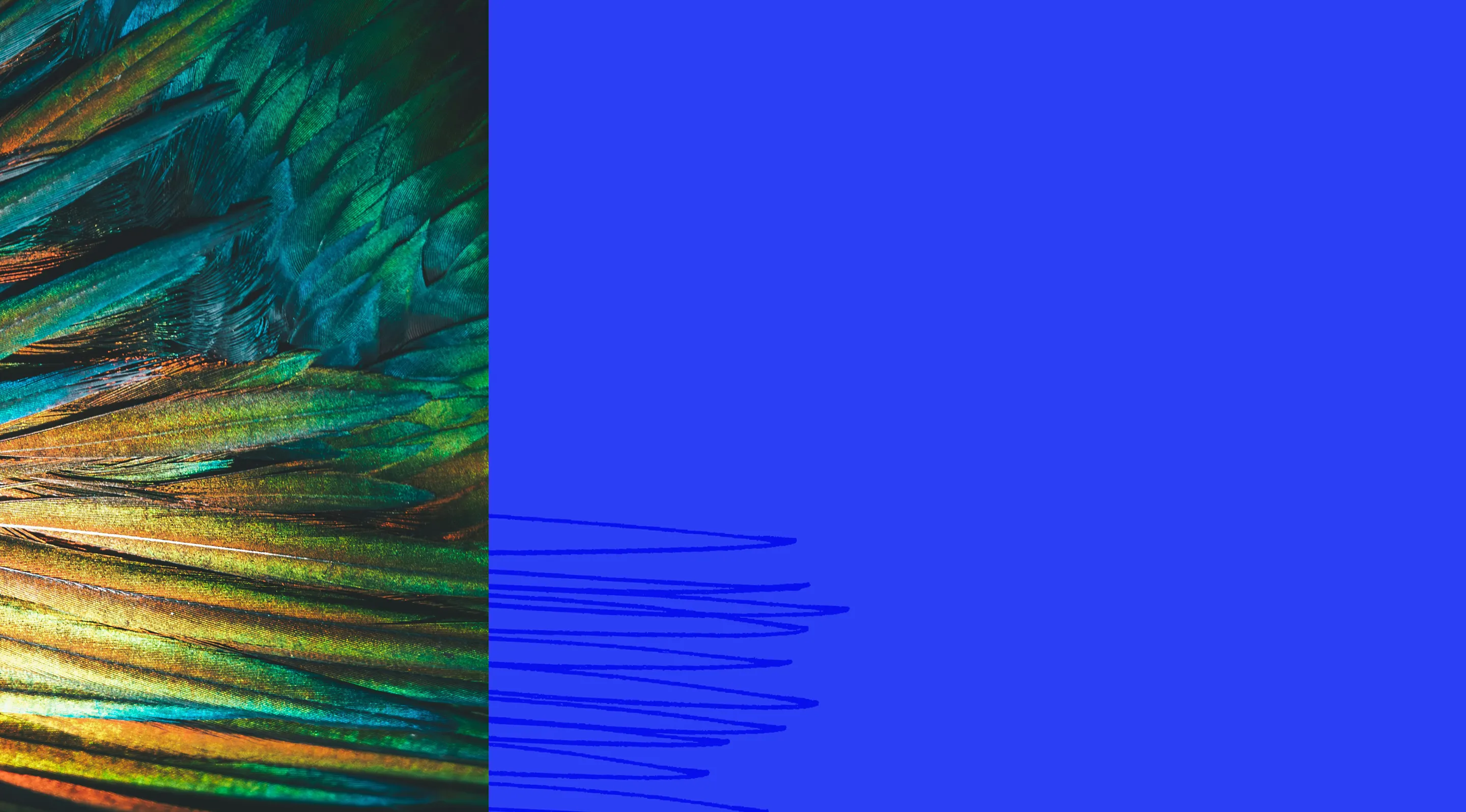 Close-up of iridescent bird feathers on left against a solid bright blue background on right.