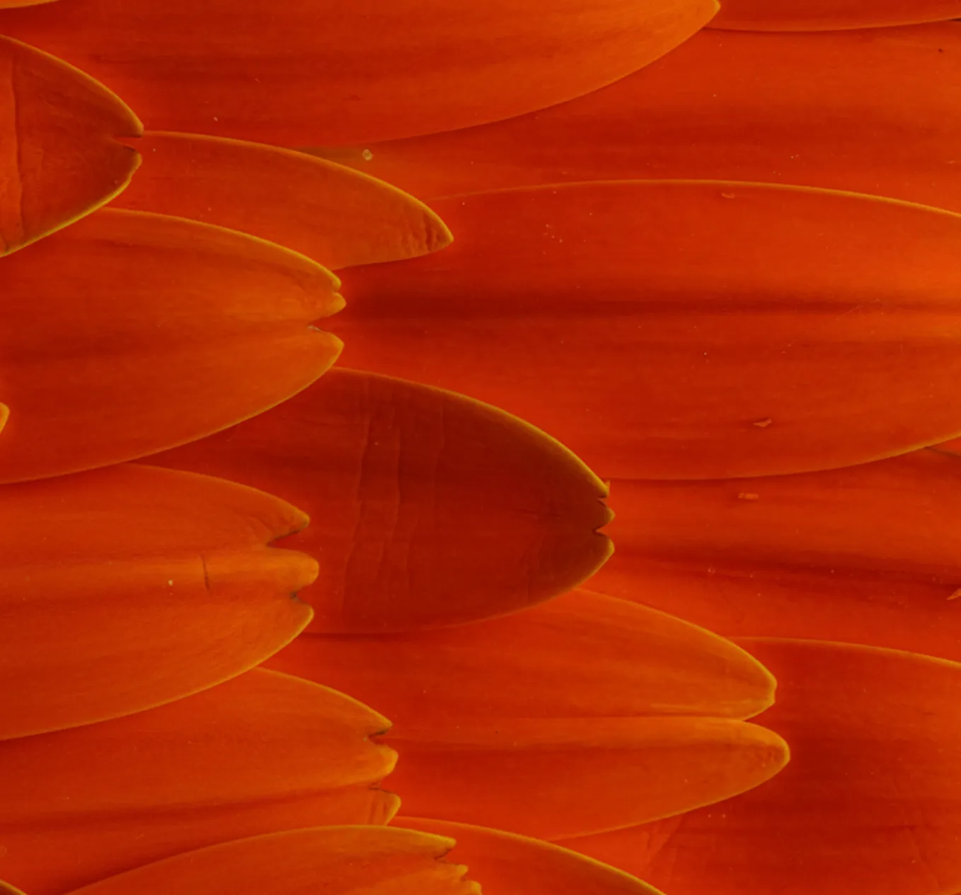 Close-up of vibrant orange flower petals overlapping each other.