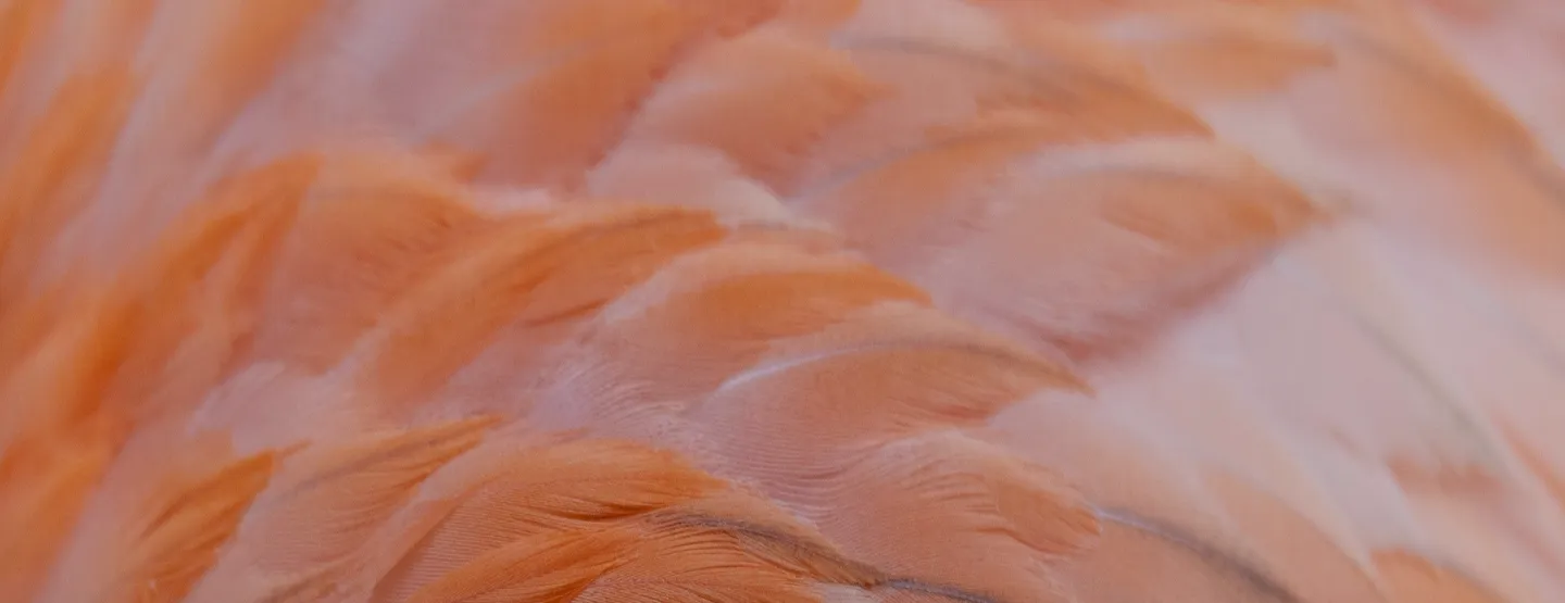Close-up of overlapping orange feathers with soft texture and fine details.
