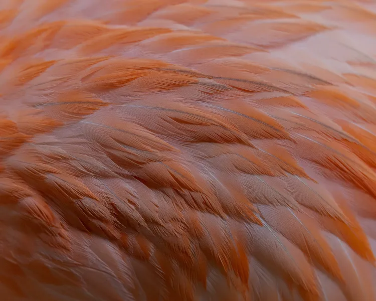 Close-up of vibrant orange and pink bird feathers showing detailed texture.