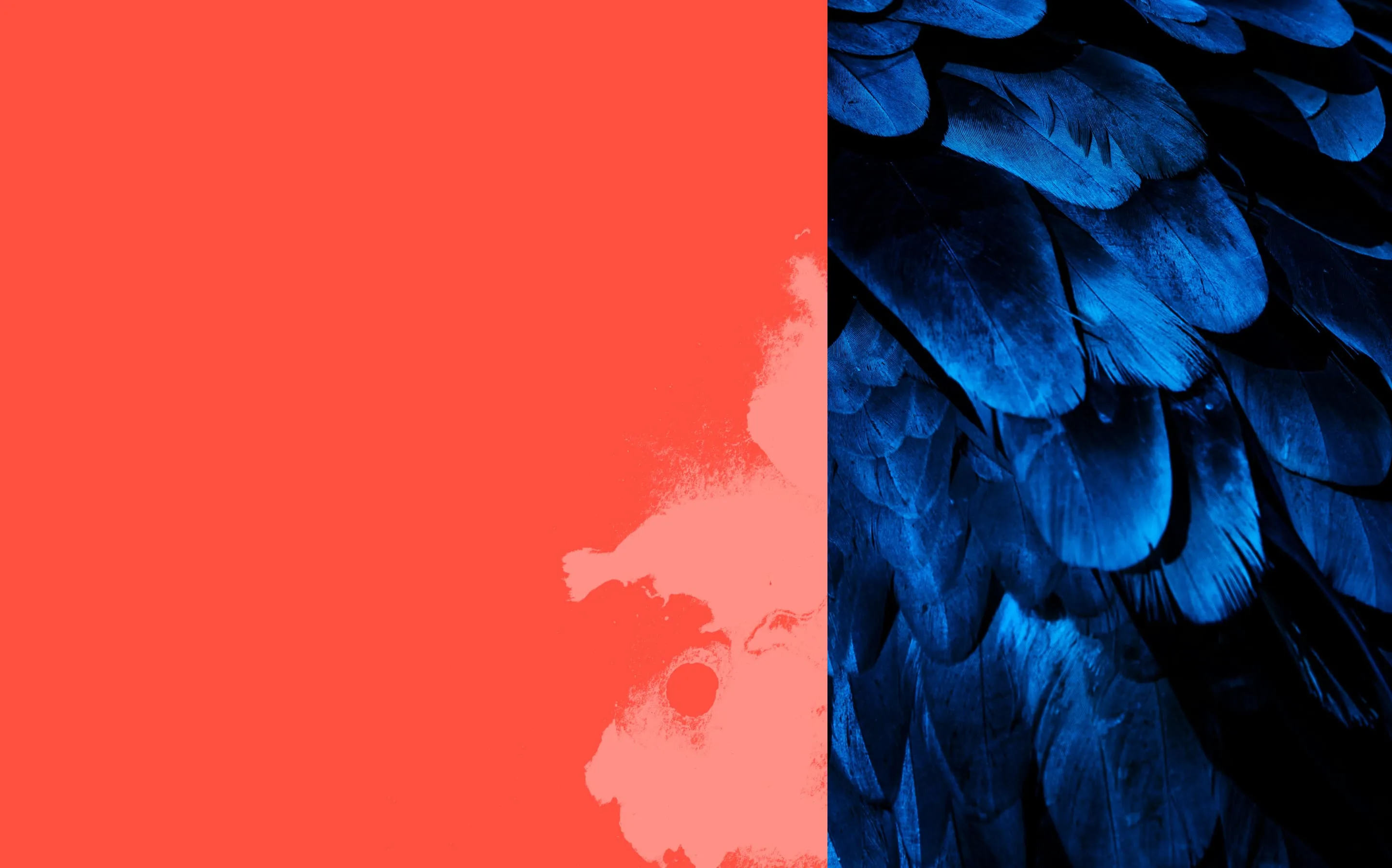 Close-up of shiny black bird feathers with a bright red background on the left side.