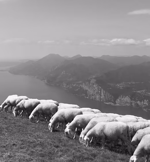 Sheep grazing on a hillside overlooking a vast body of water and distant mountains.