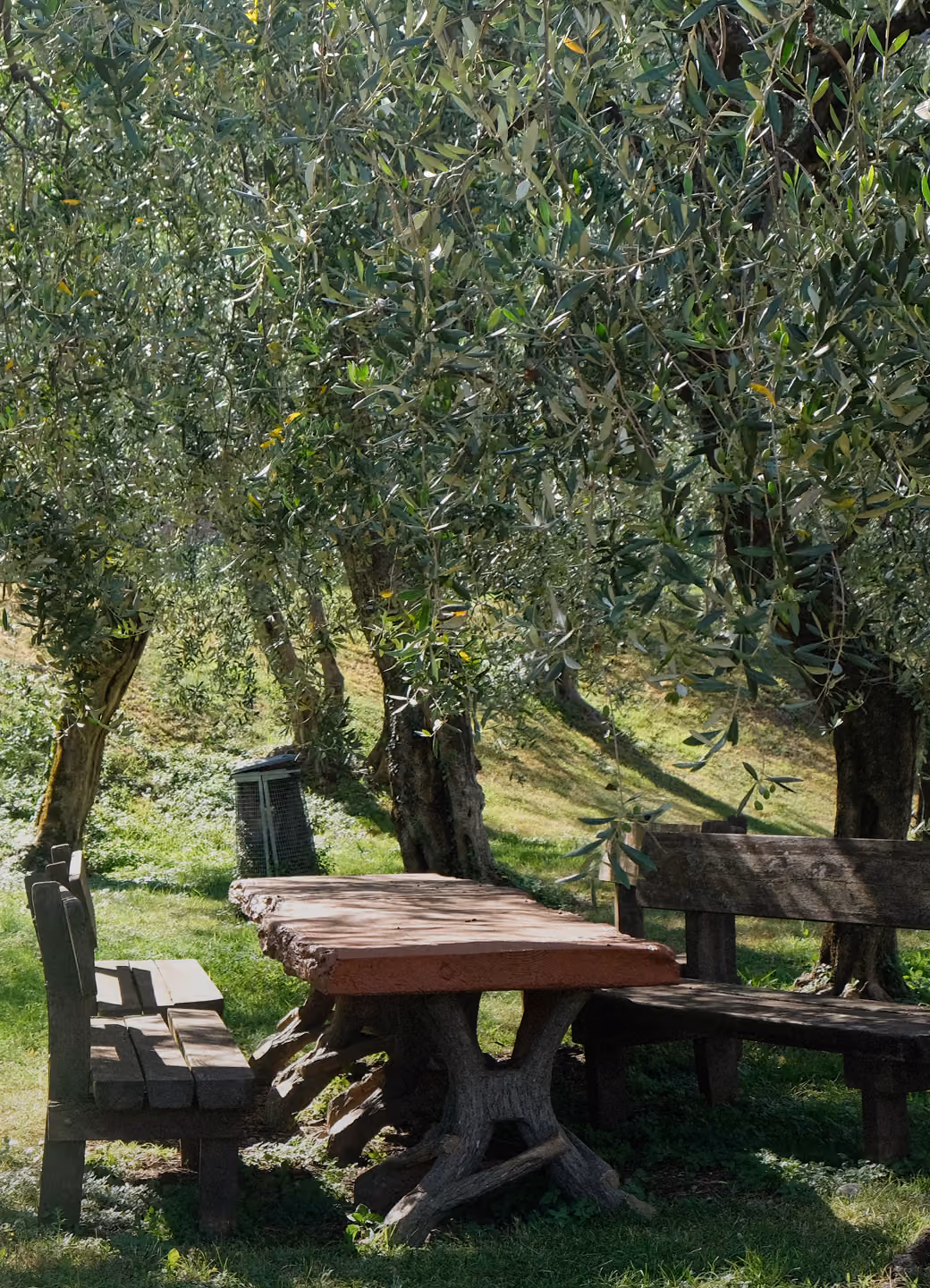 Wooden outdoor table and benches under olive trees on grassy ground with sunlight and shadows.