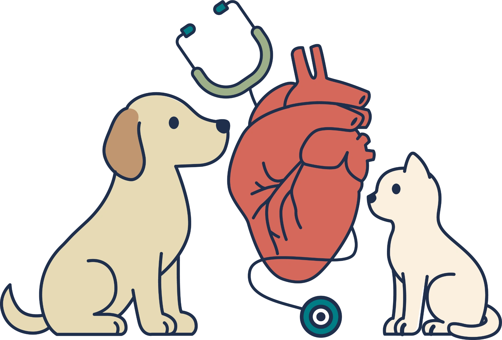 Board-certified cardiology illustration