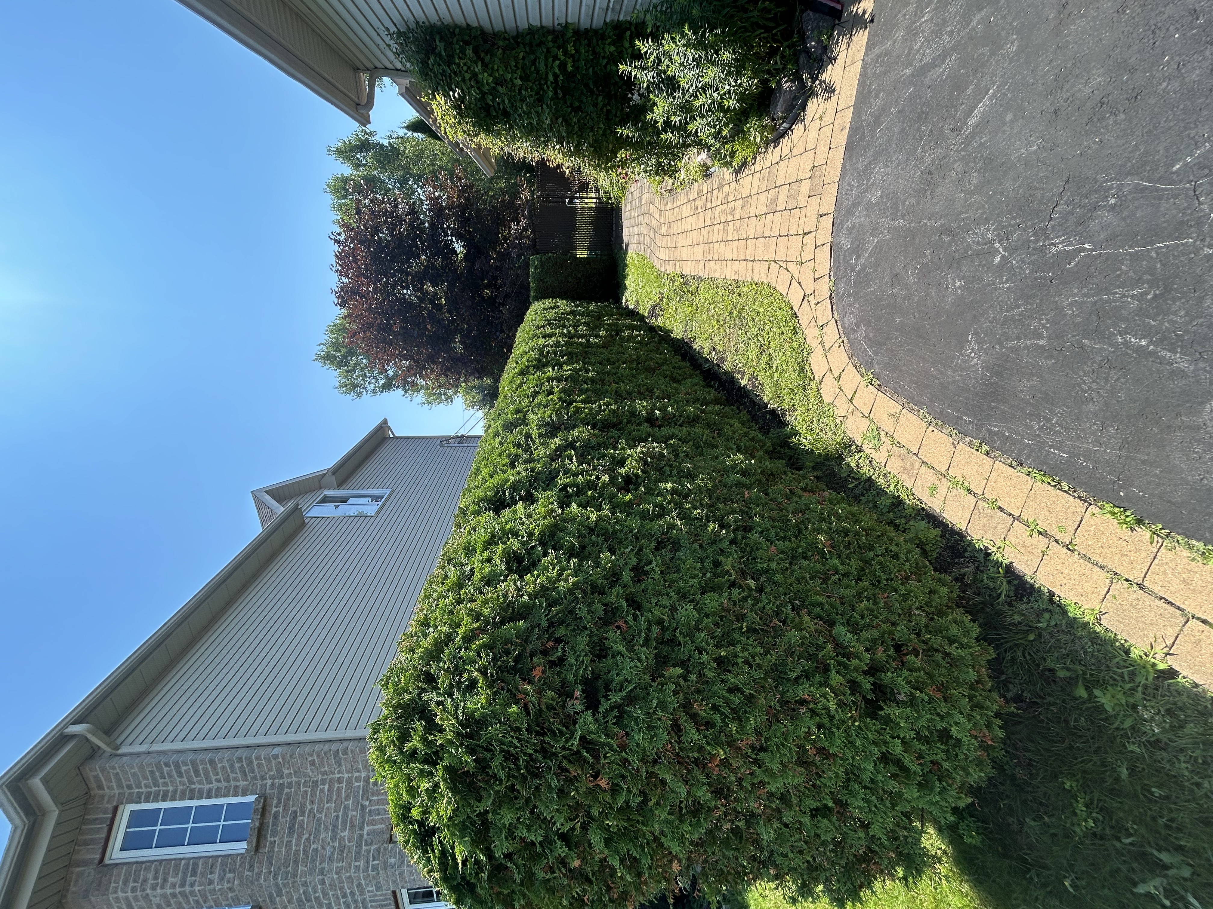 Hedge Trimming Job Photo Slot