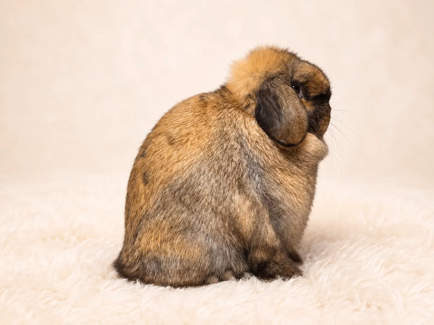 Holland Lop