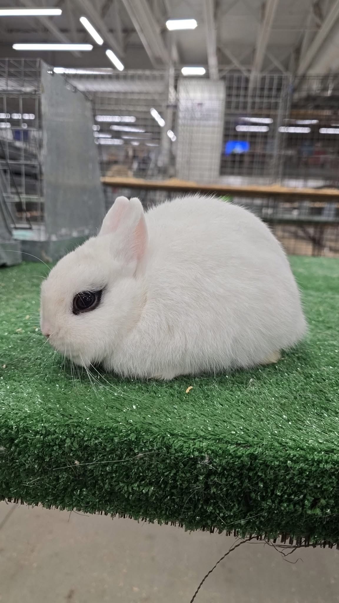 Dwarf Hotot