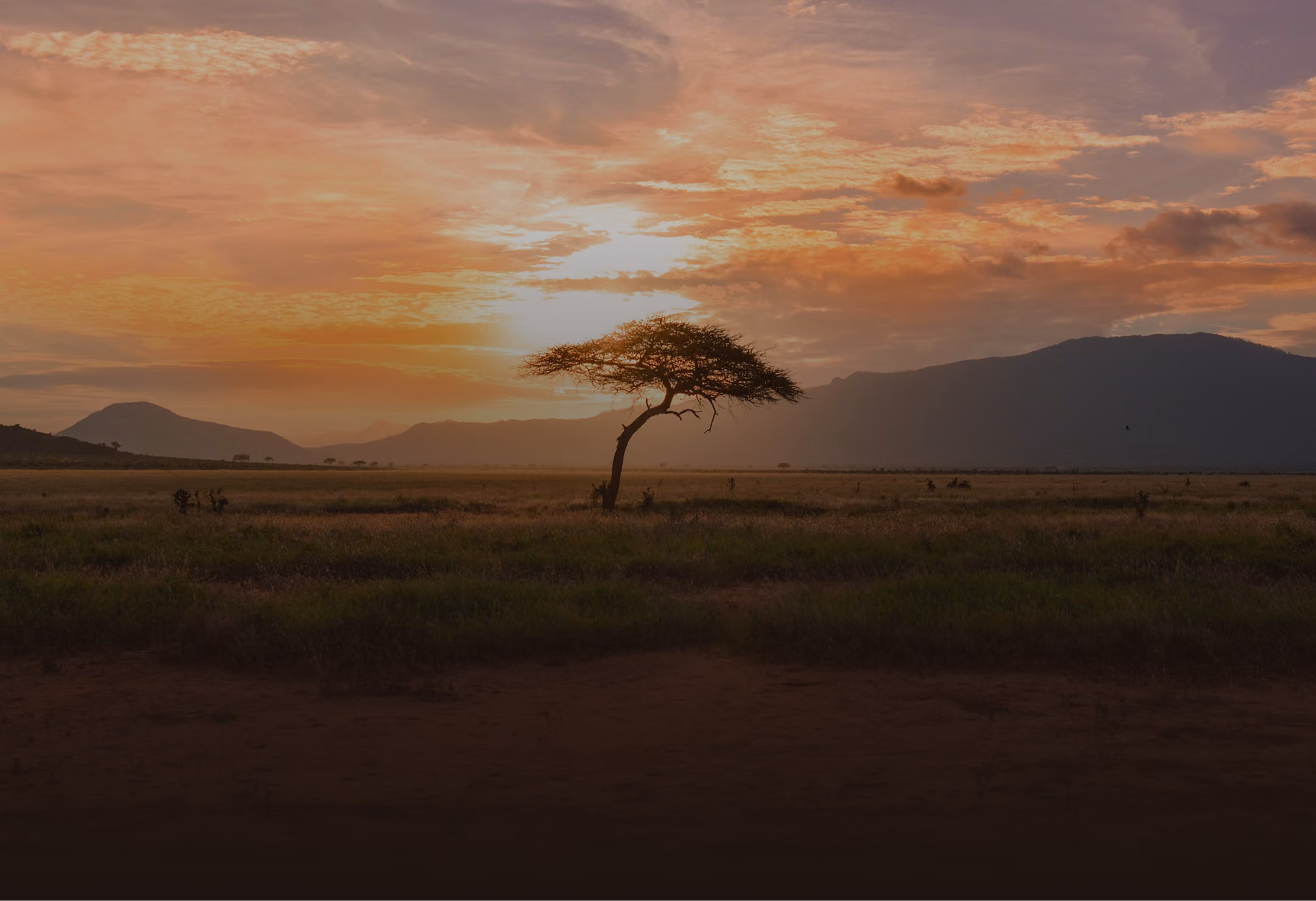 Solitary tree in a grassy plain at sunset with mountains in the background under cloudy sky.