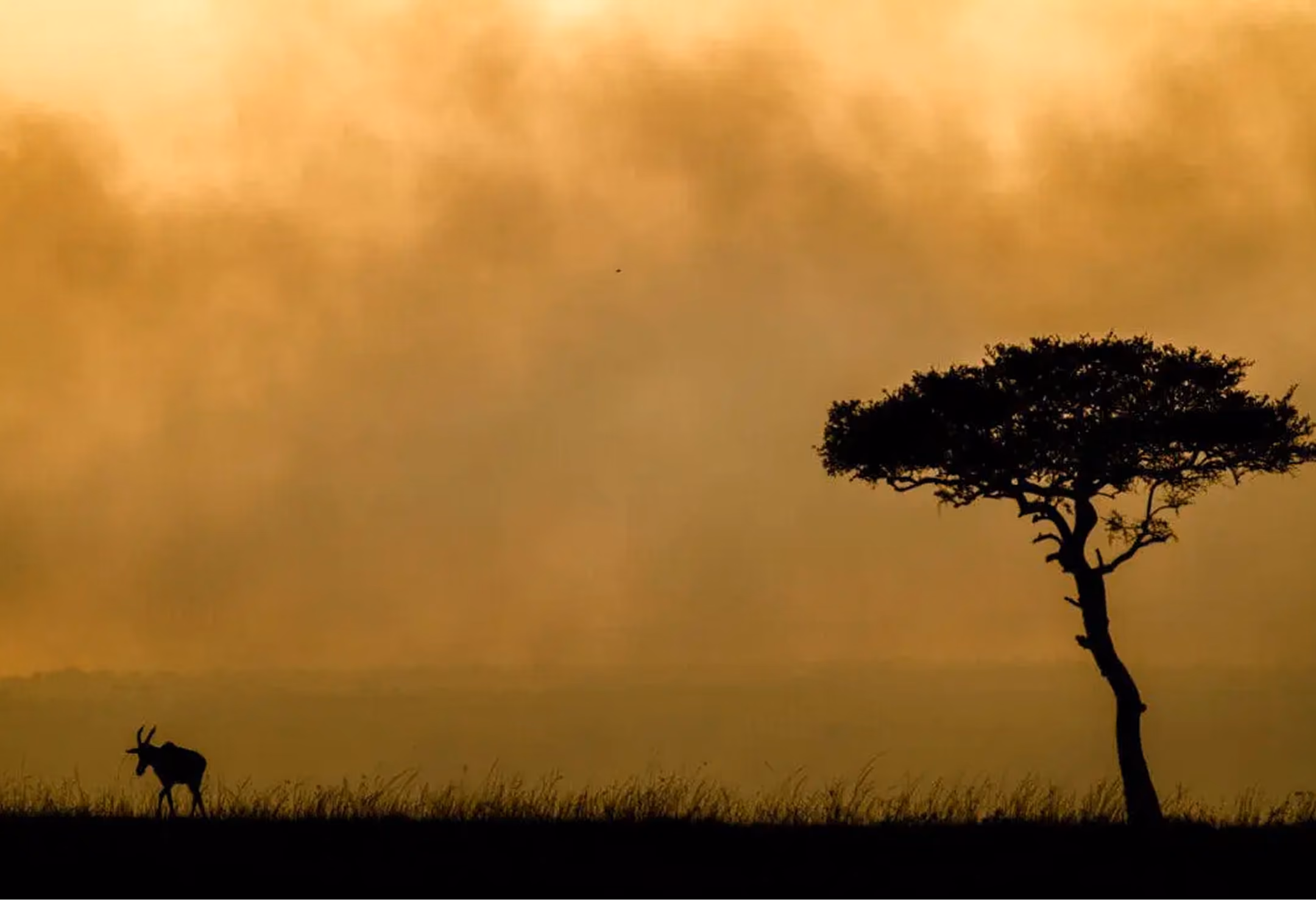 Silhouette of an antelope walking near a lone tree against an orange smoky sky.