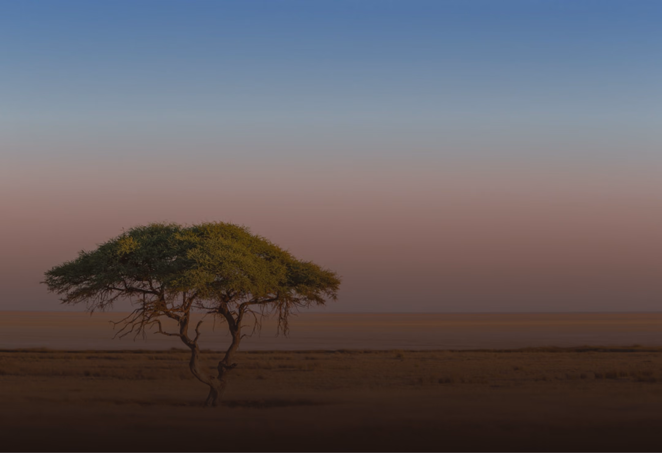 Solitary acacia tree in a flat, dry savanna under a clear sky at sunset.