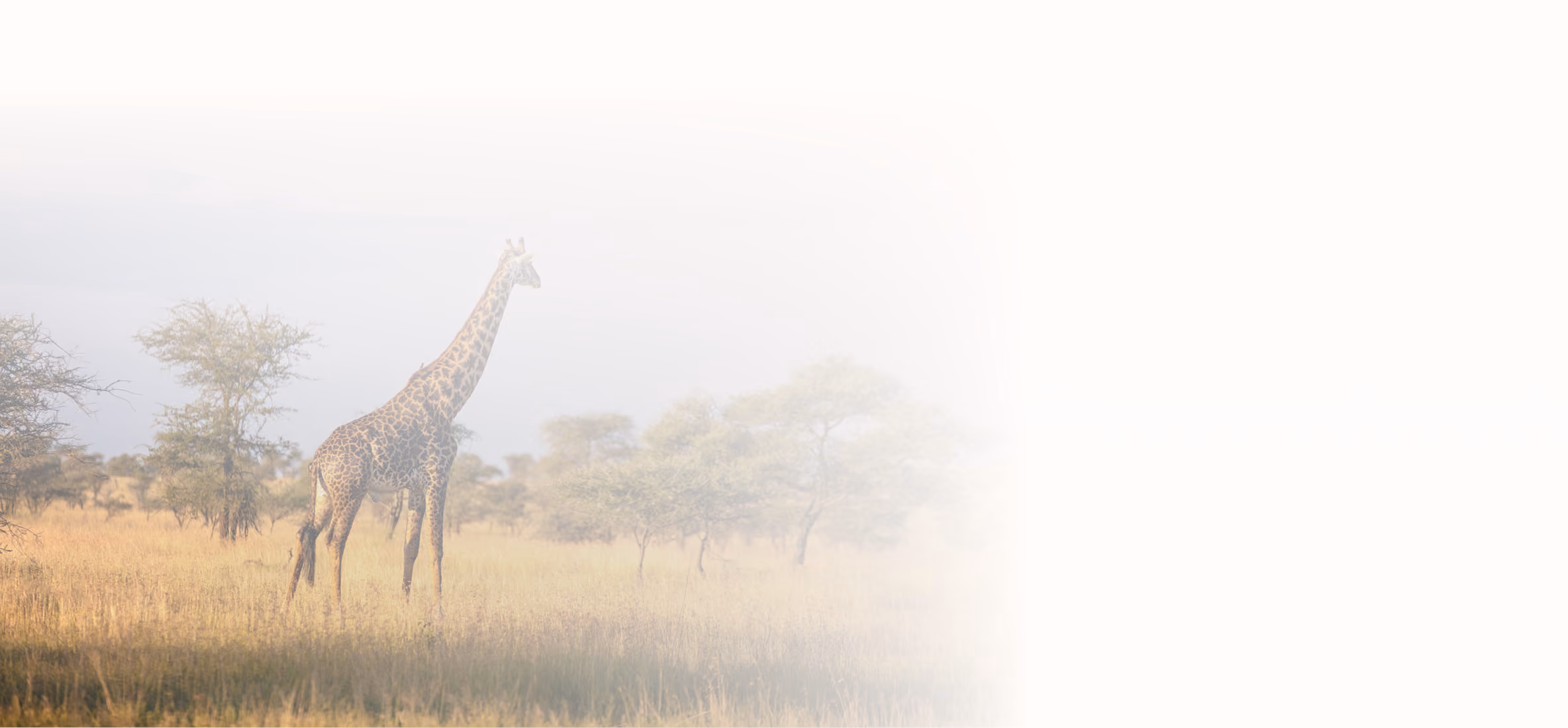Giraffe standing in dry grassland with scattered trees under a clear sky.