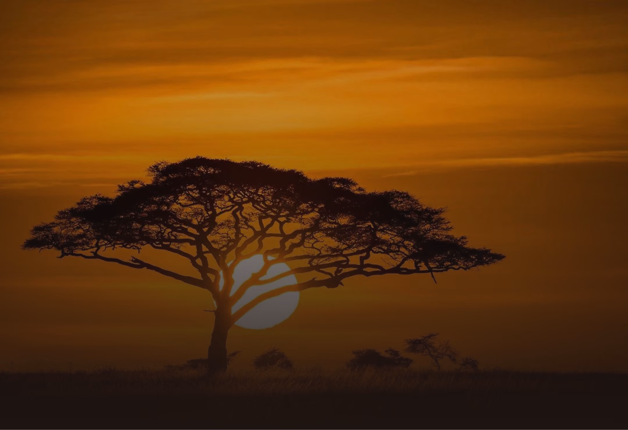 Silhouette of a large tree against an orange sunset with the sun low in the sky.