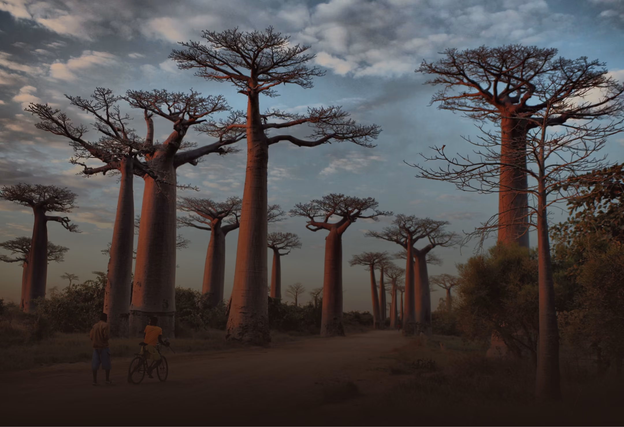 Tall baobab trees lining a dirt road at dusk with two people, one on a bicycle.