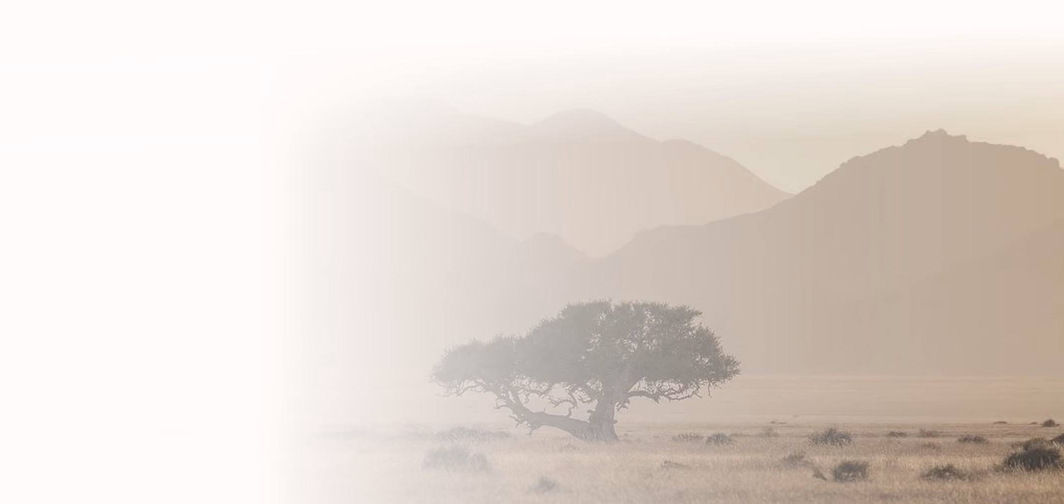Lone tree in a foggy, open field with rolling hills fading in the background.