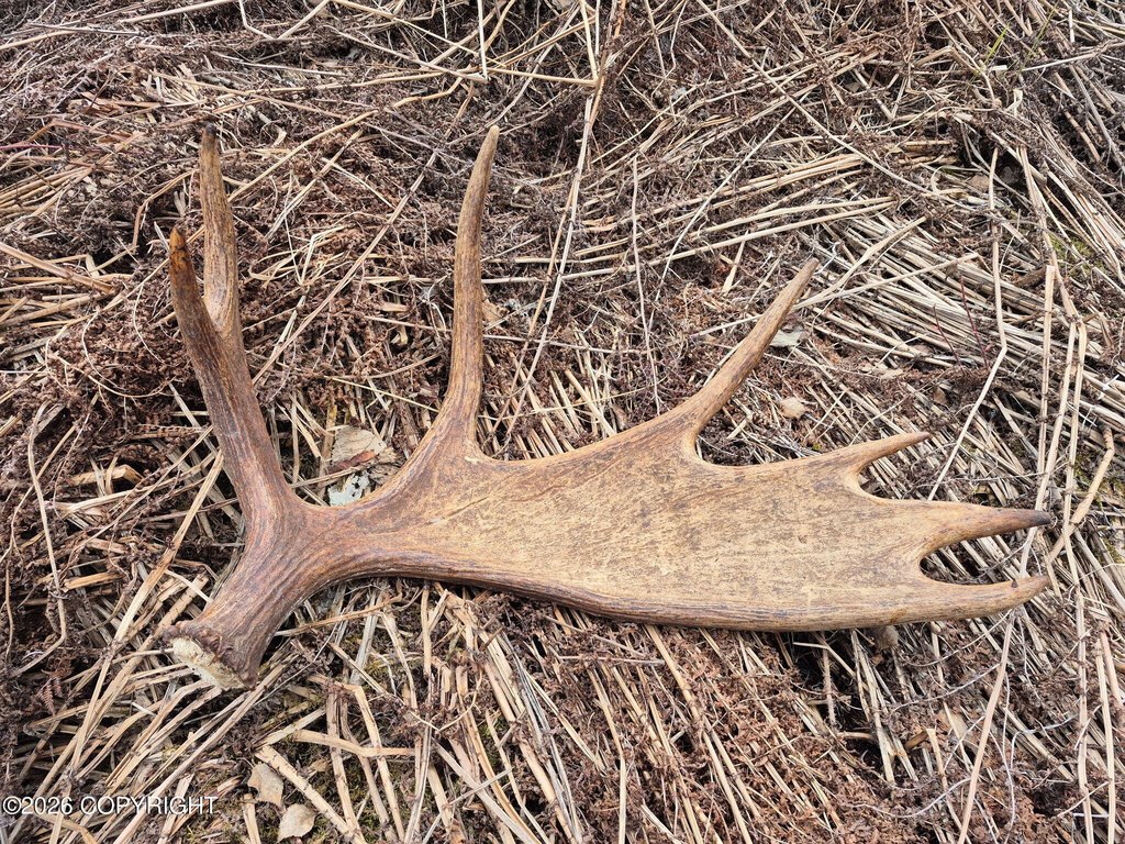 asls-91-040-trapper-creek-ak photo 4