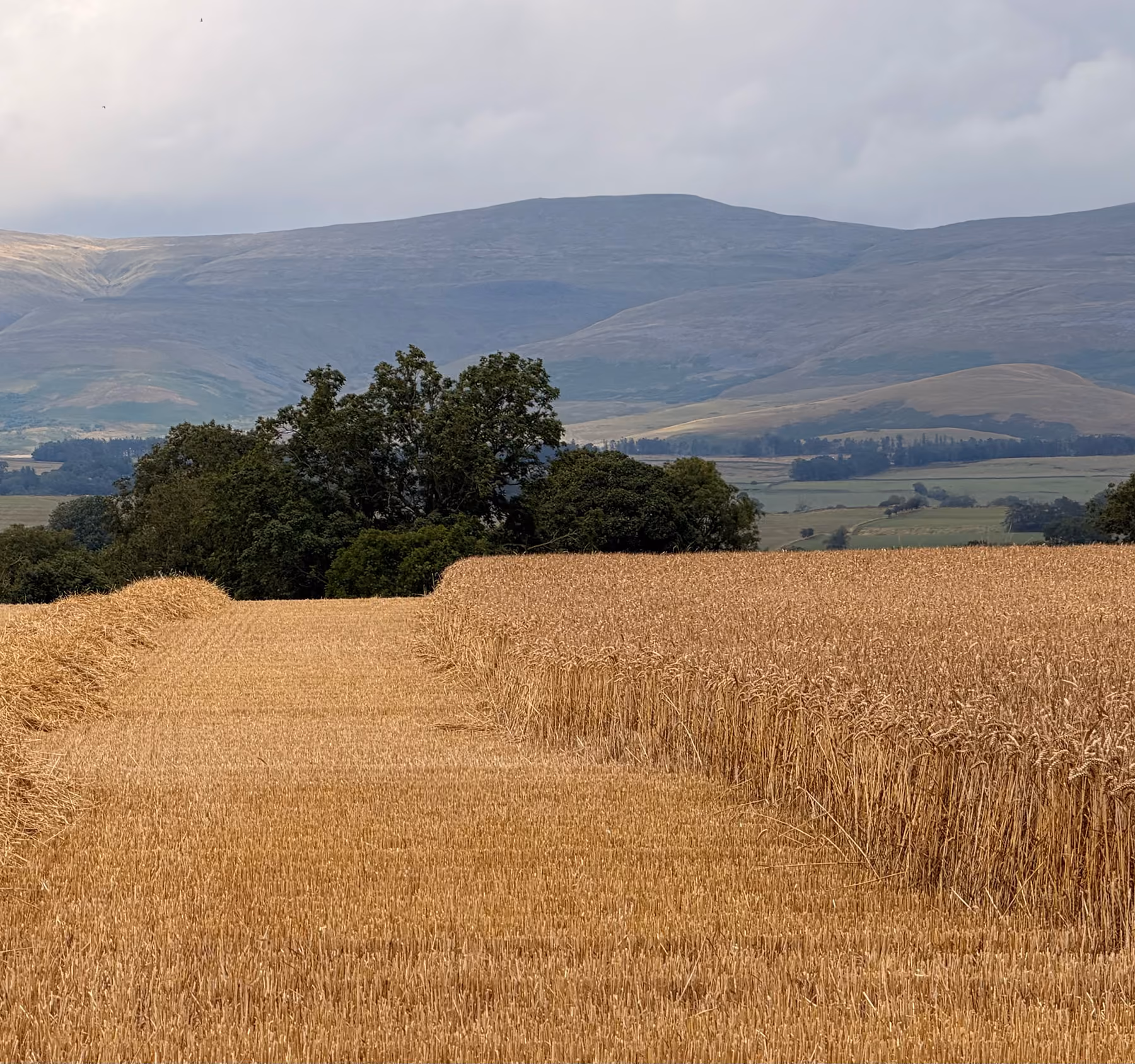 Golden wheat field with rows of cut stalks, trees in distance, and hills under cloudy sky.