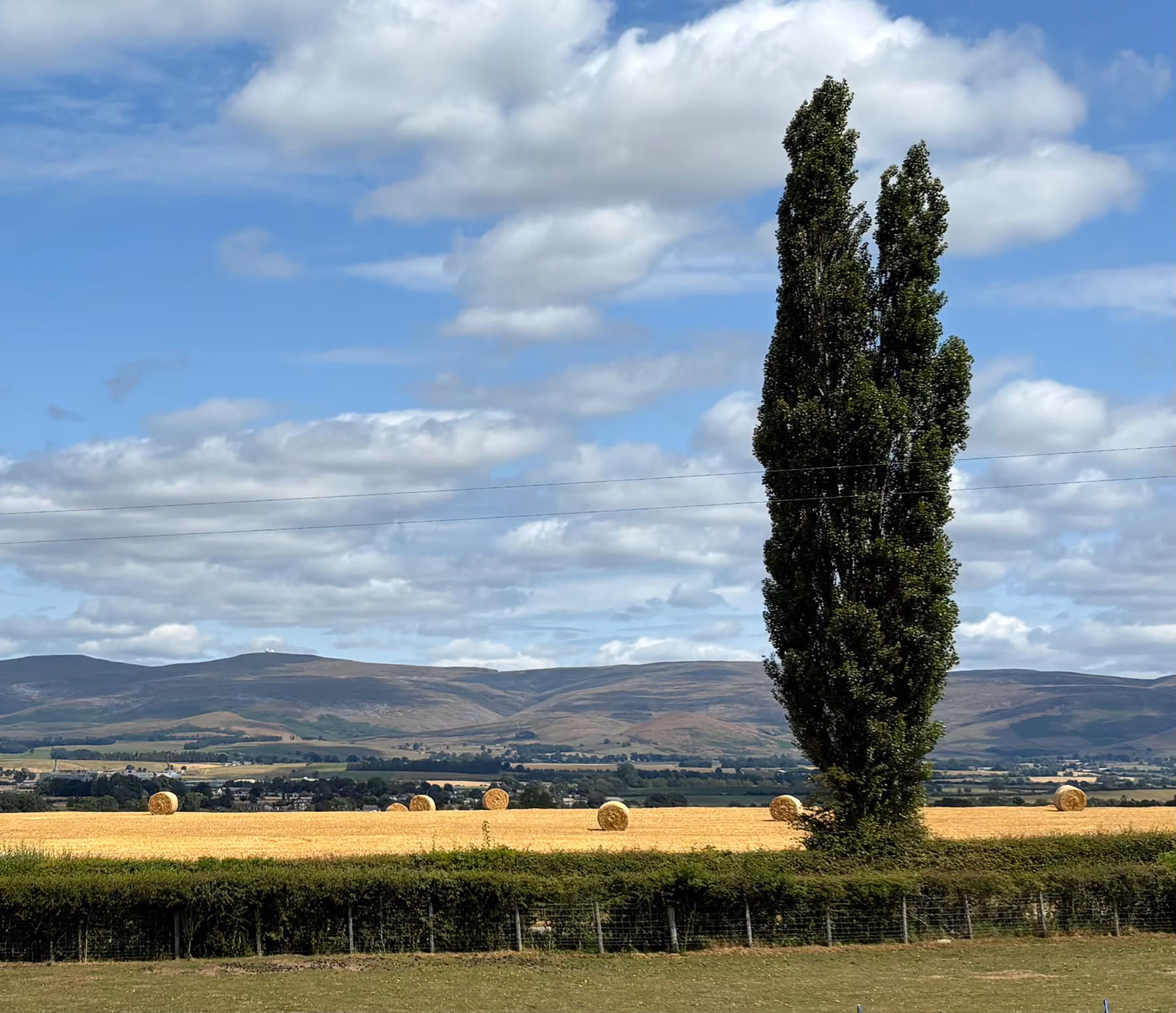 Golden wheat field with rows of cut stalks, trees in distance, and hills under cloudy sky.