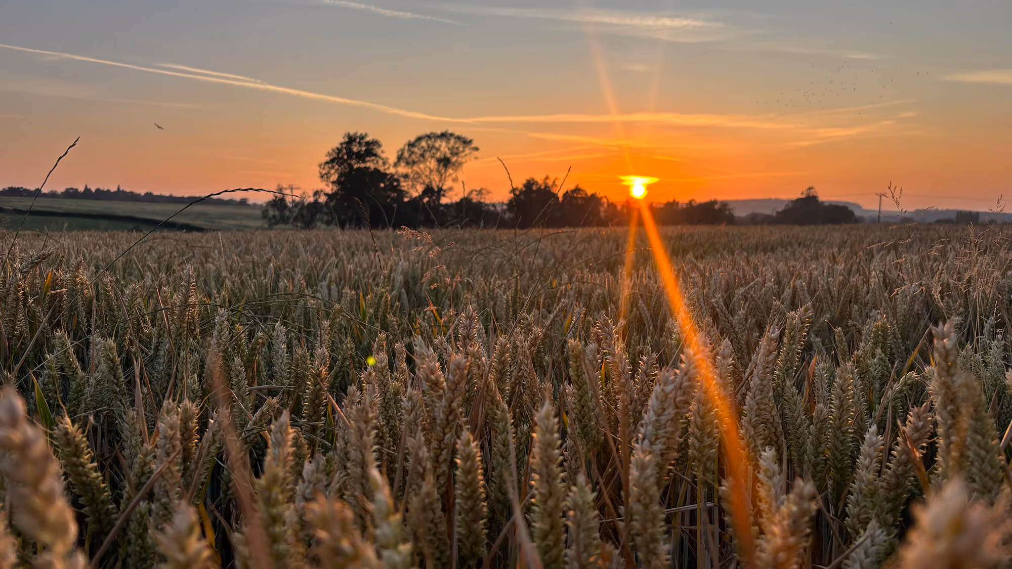 Golden wheat field with rows of cut stalks, trees in distance, and hills under cloudy sky.