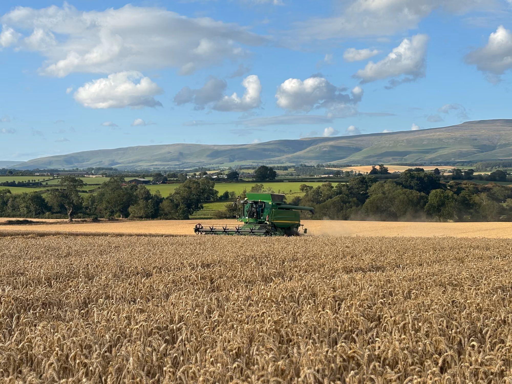 Golden wheat field with rows of cut stalks, trees in distance, and hills under cloudy sky.