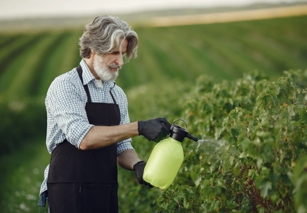 Mature man with gray hair spraying plants with a garden sprayer in a green field.