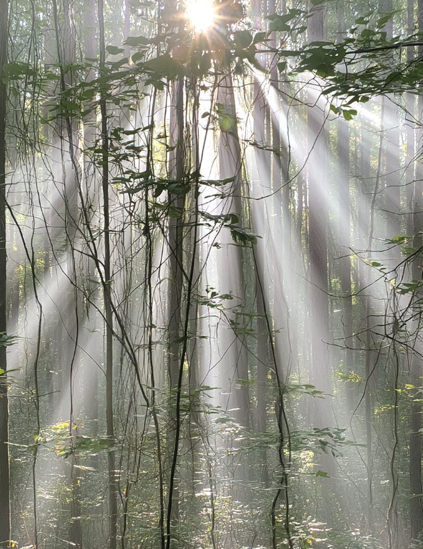 Morning light breaking through a quiet wood