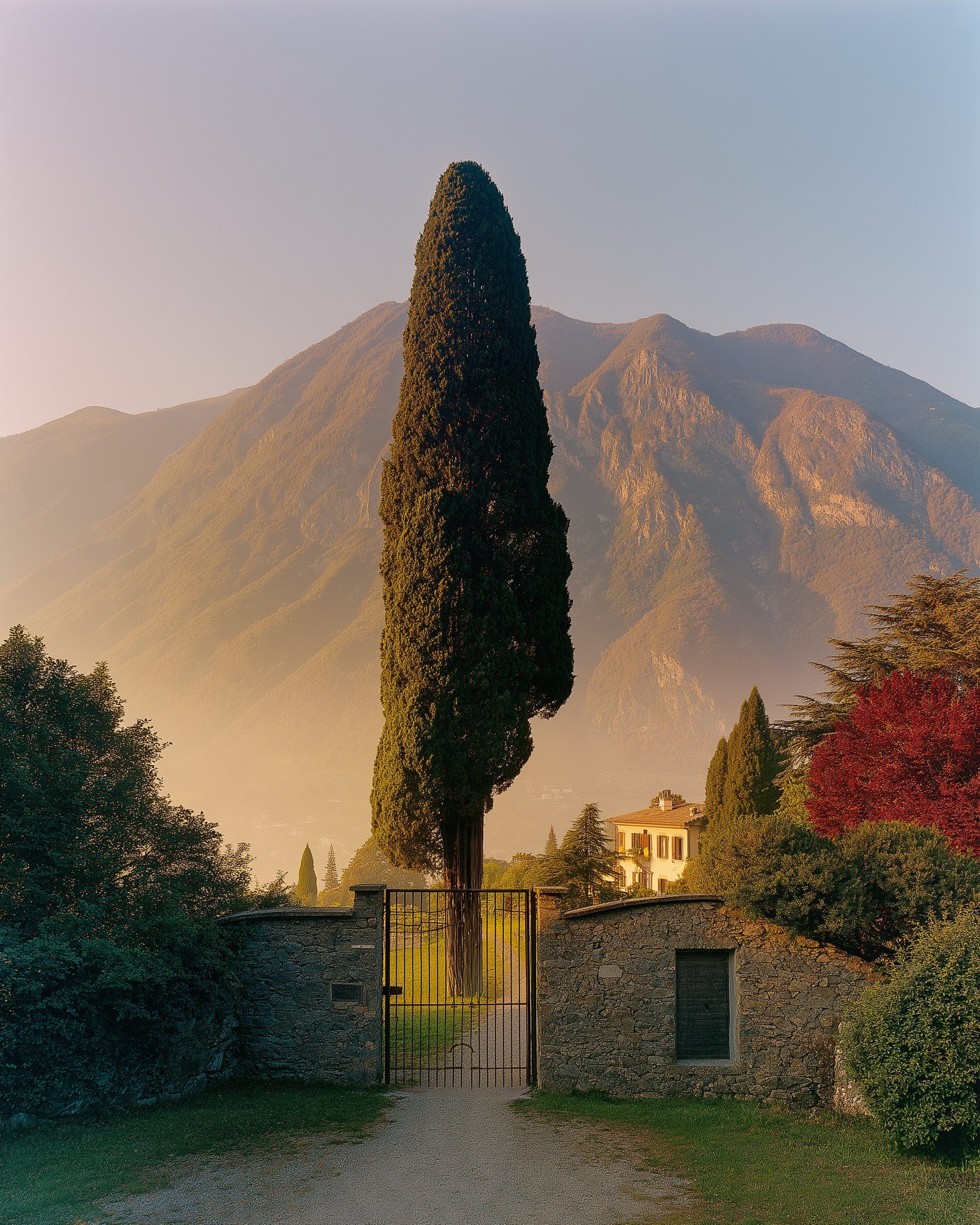 A cypress and an iron gate before a villa at first light