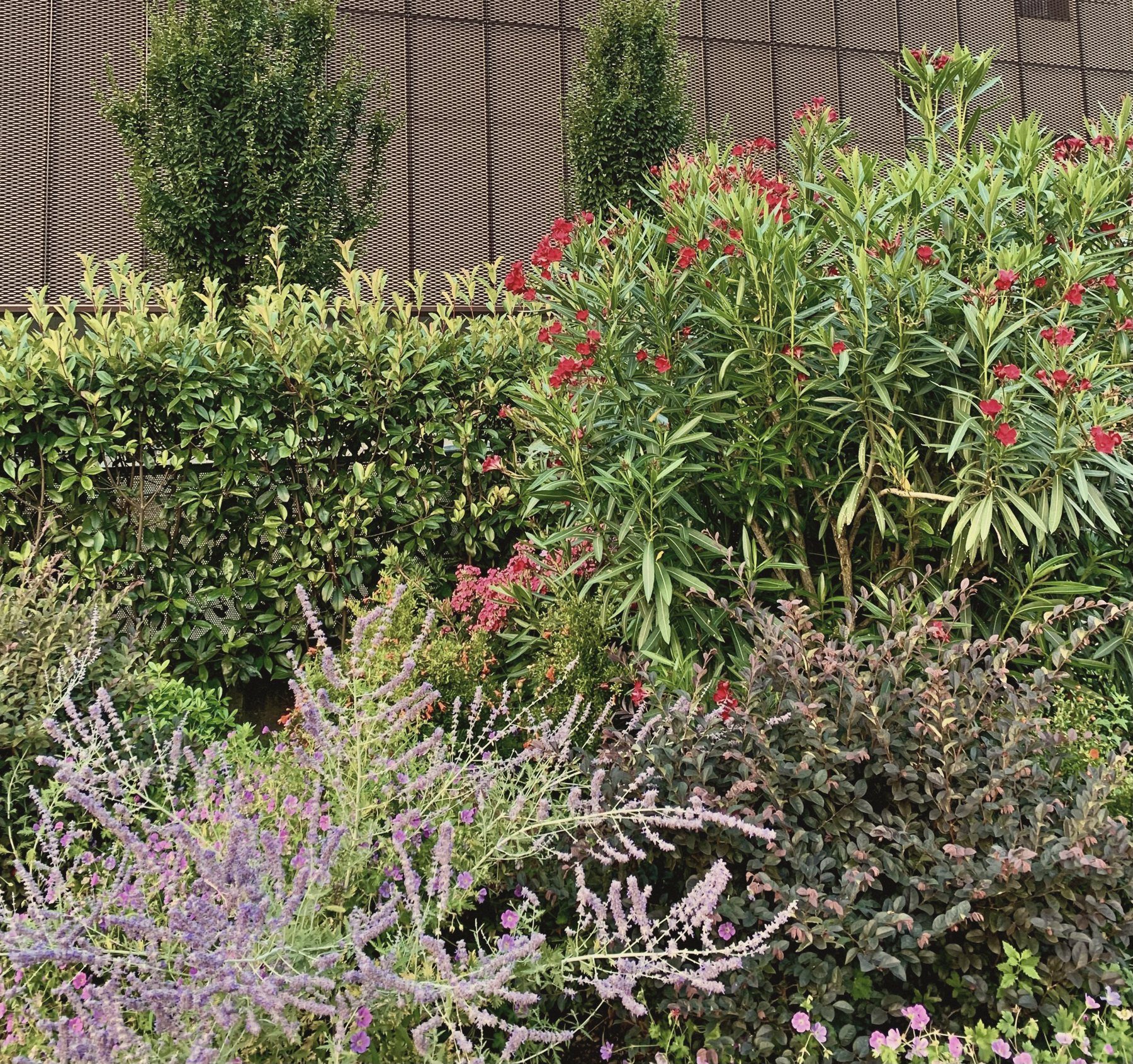 Oleanders, lavender and hedges before the clinic facade