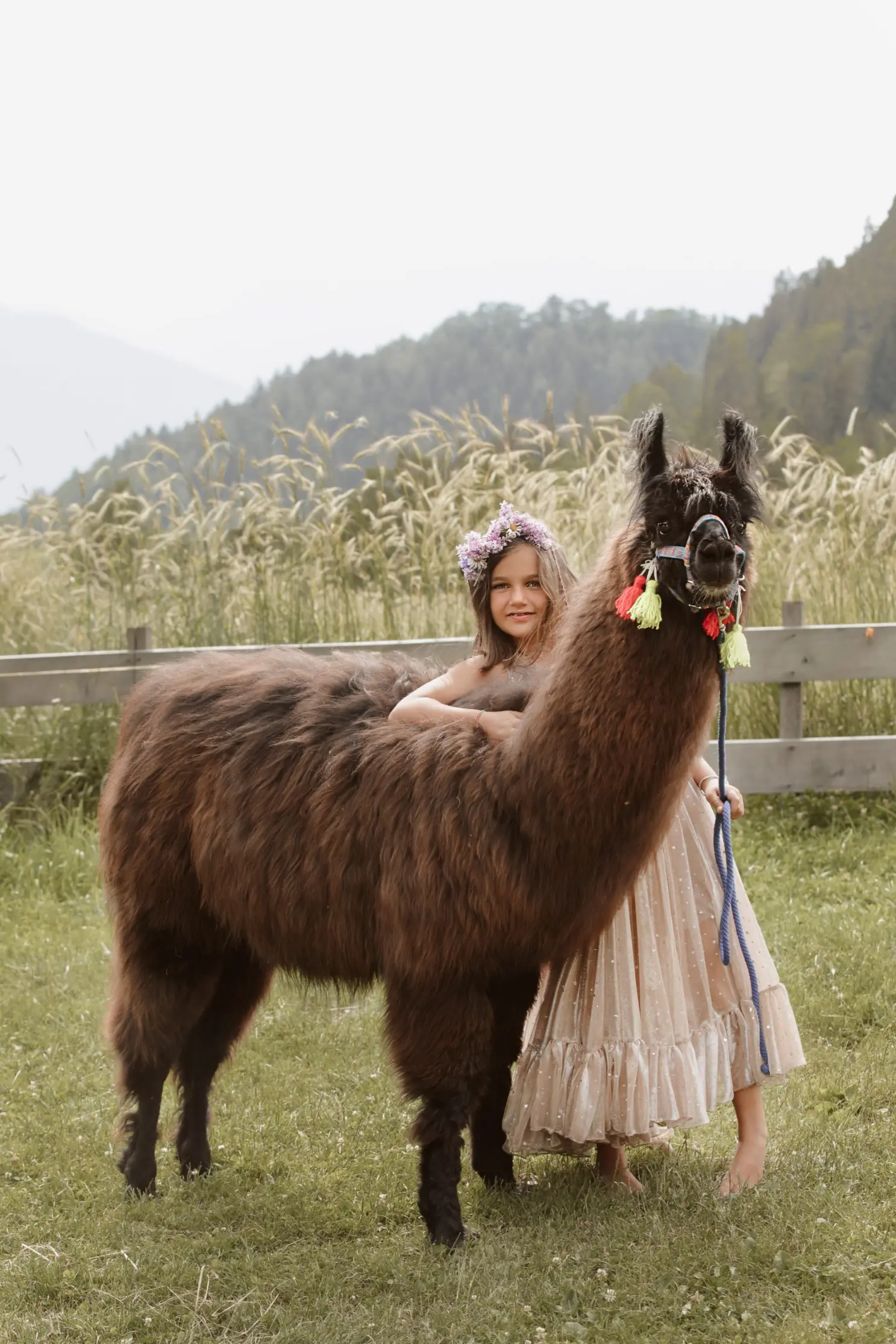 Wooly-Lama beim Lamatrekking in Mölten