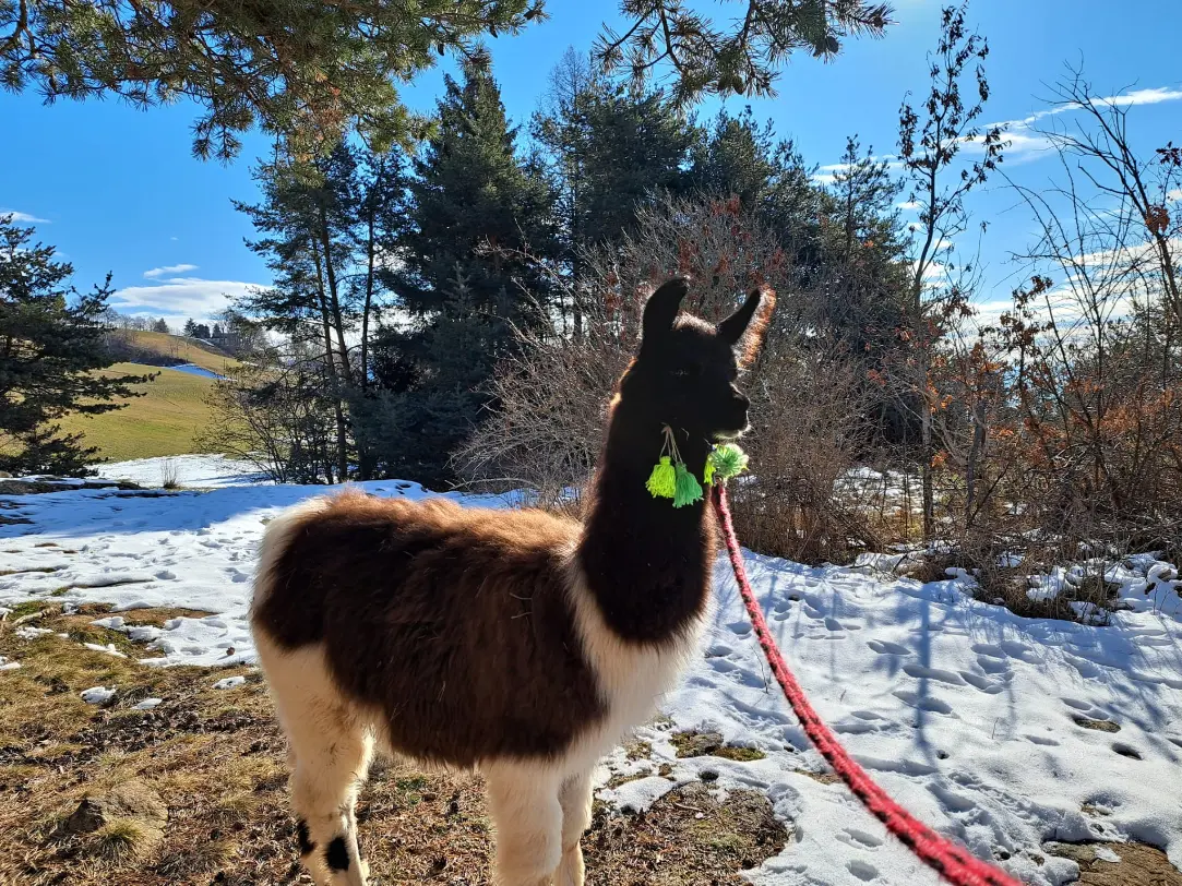 Selena, junges Wooly-Lama bei Simons Lama Trekking