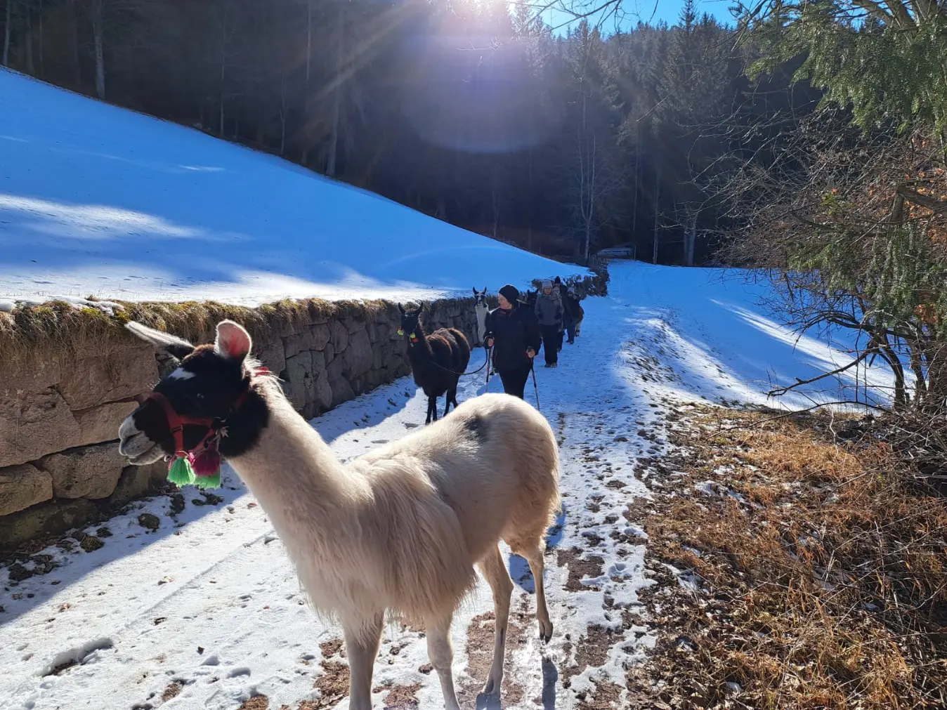 Jessica, Classic-Lama beim Lamatrekking Südtirol