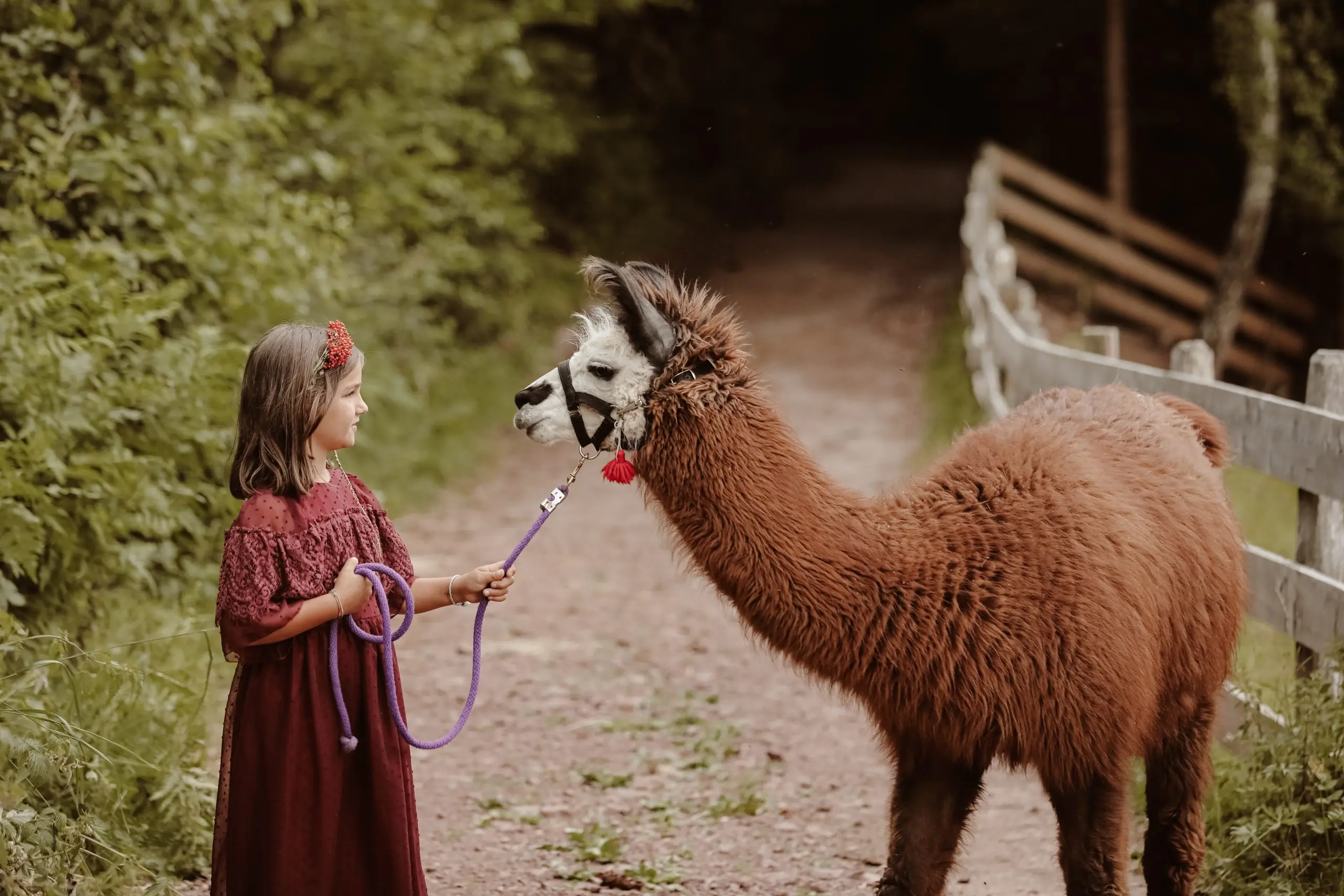 Bruna, Wooly-Lama auf dem Hochplateau bei Mölten