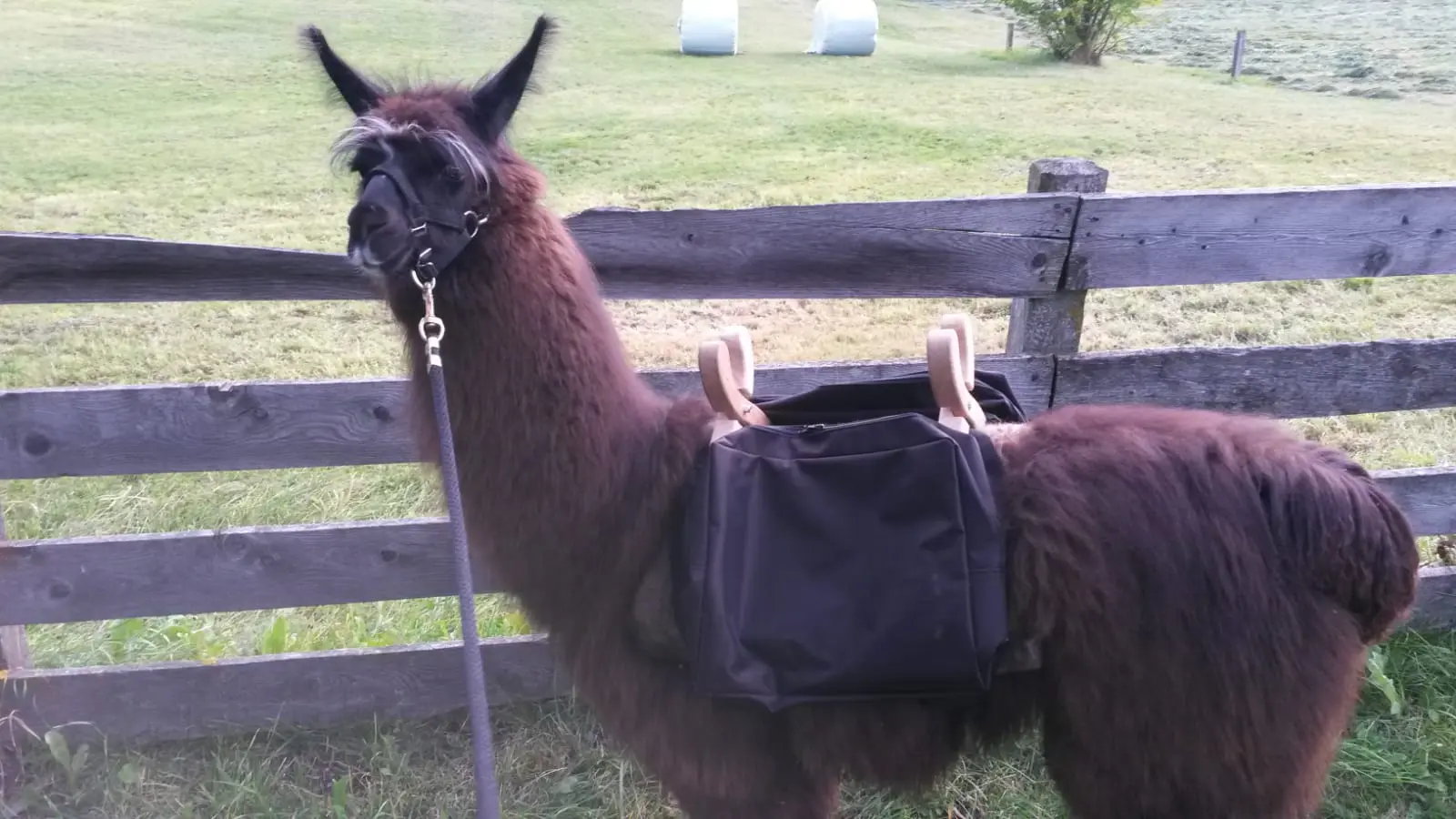 Stella, Leittier der Lamaherde bei Simons Lama Trekking