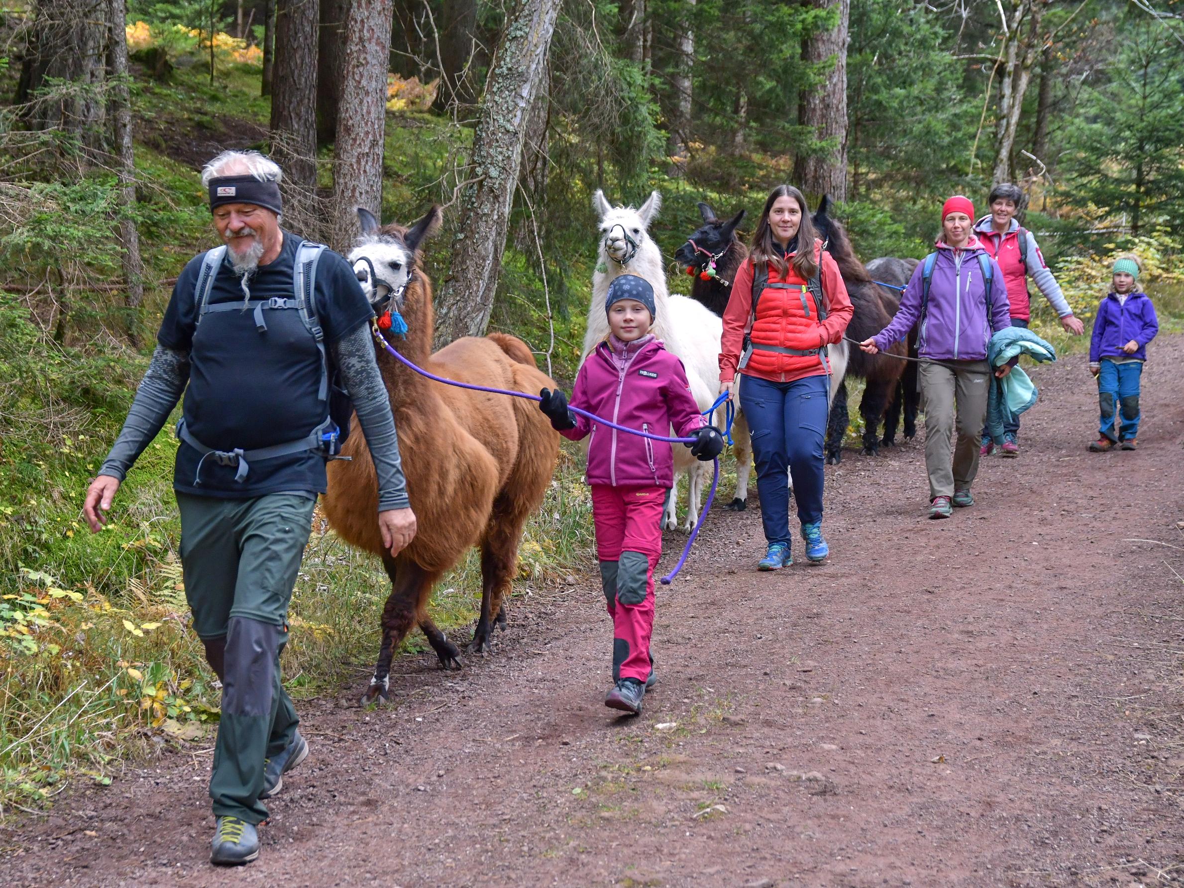Gruppe wandert mit Lamas durch den Wald bei Simons Lama Trekking in Mölten