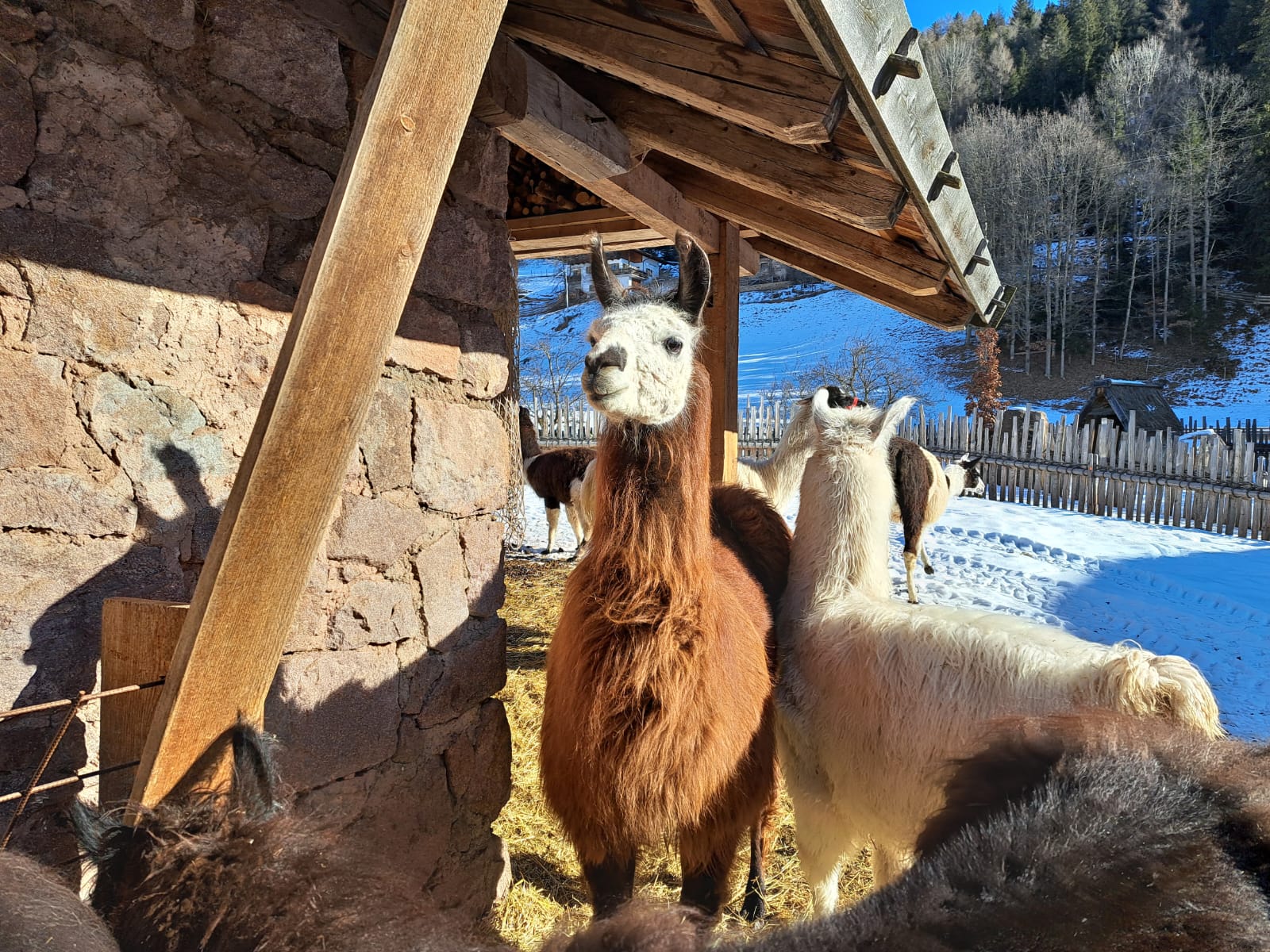 Lamaherde im Unterstand bei Simons Lama Trekking in Mölten im Winter