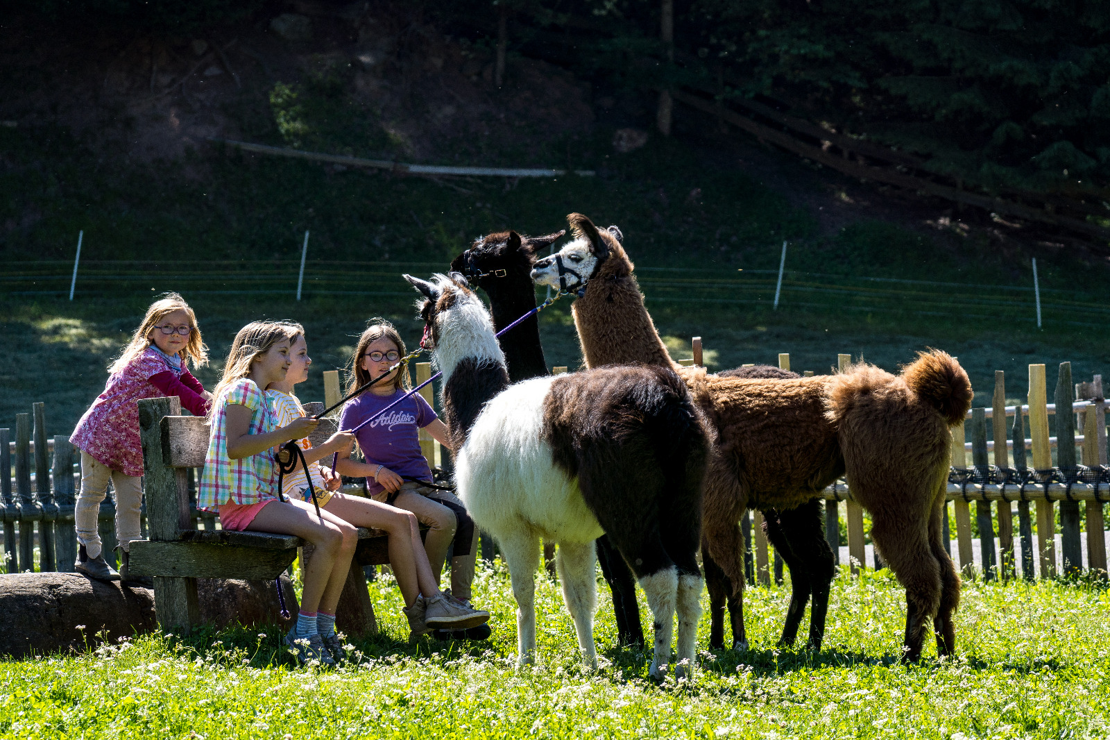 Kinder mit Lamaherde auf der Weide bei Simons Lama Trekking in Mölten
