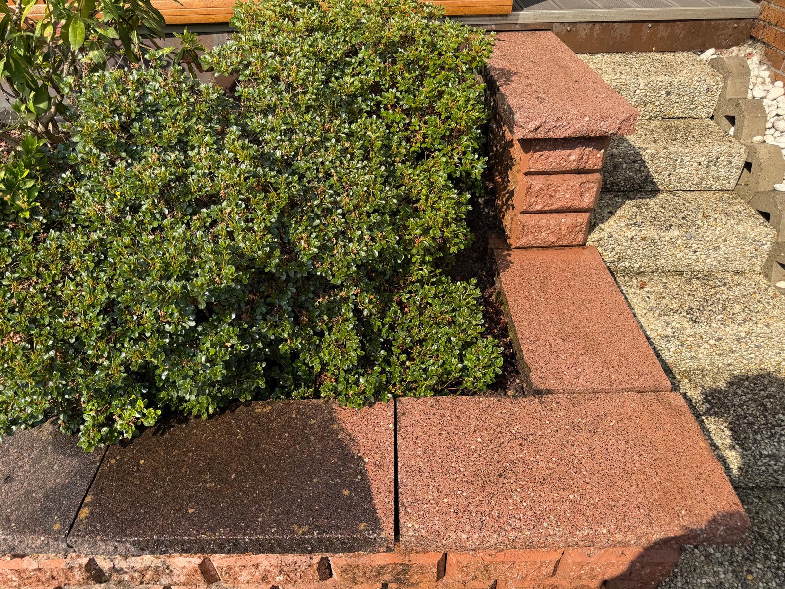 Green shrubbery beside a red brick planter and textured concrete steps in sunlight.