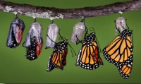 Monarch emerging
