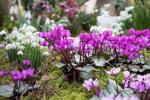 image 3 Cyclamen