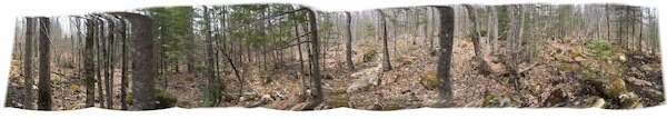 woods sb