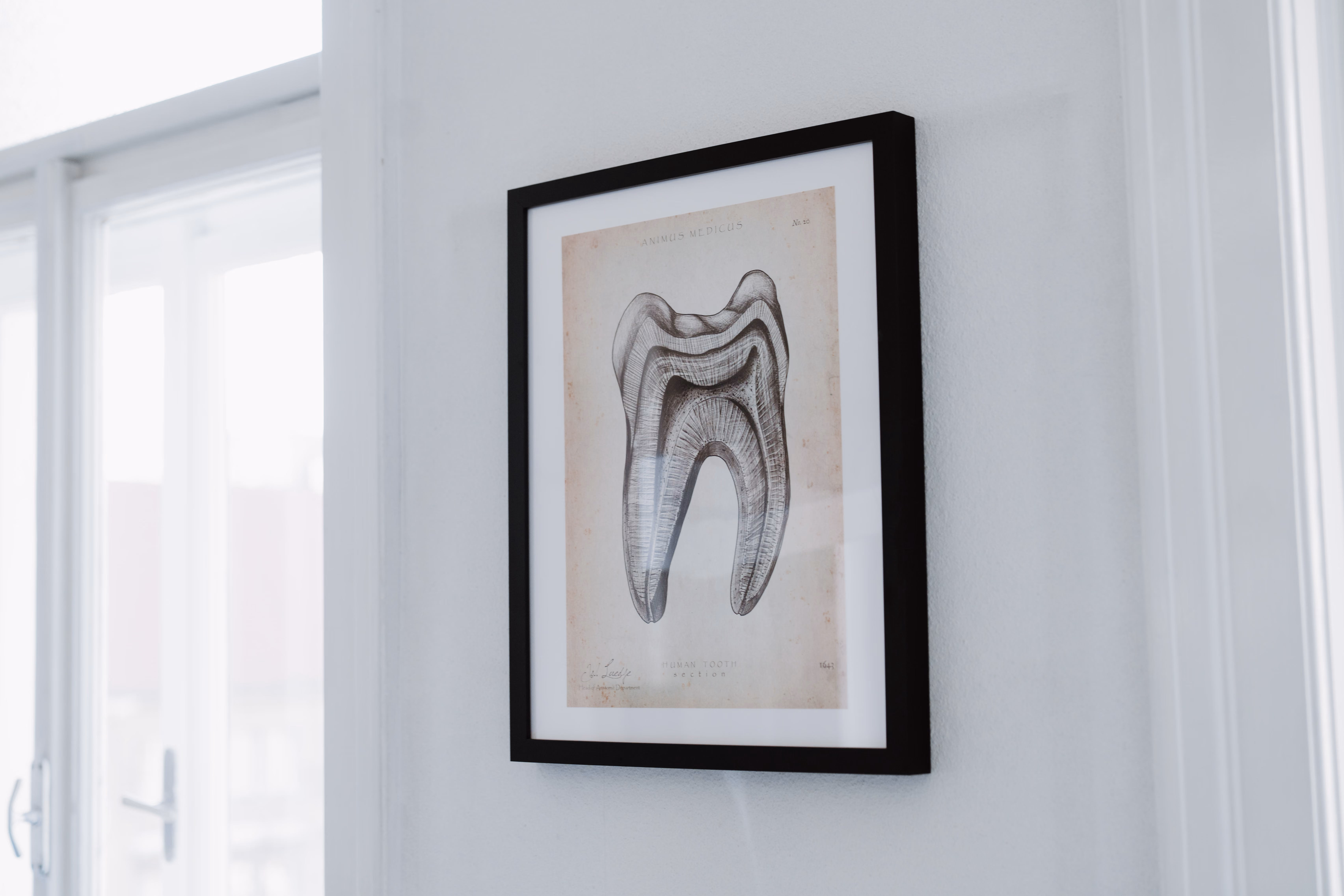 Gerahmtes schwarz-weißes Bild einer menschlichen Zahnquerschnittzeichnung an einer weißen Wand.
