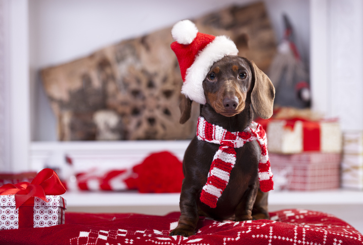 Paws & Claus: Merry Mingle & Pet Photo Fun